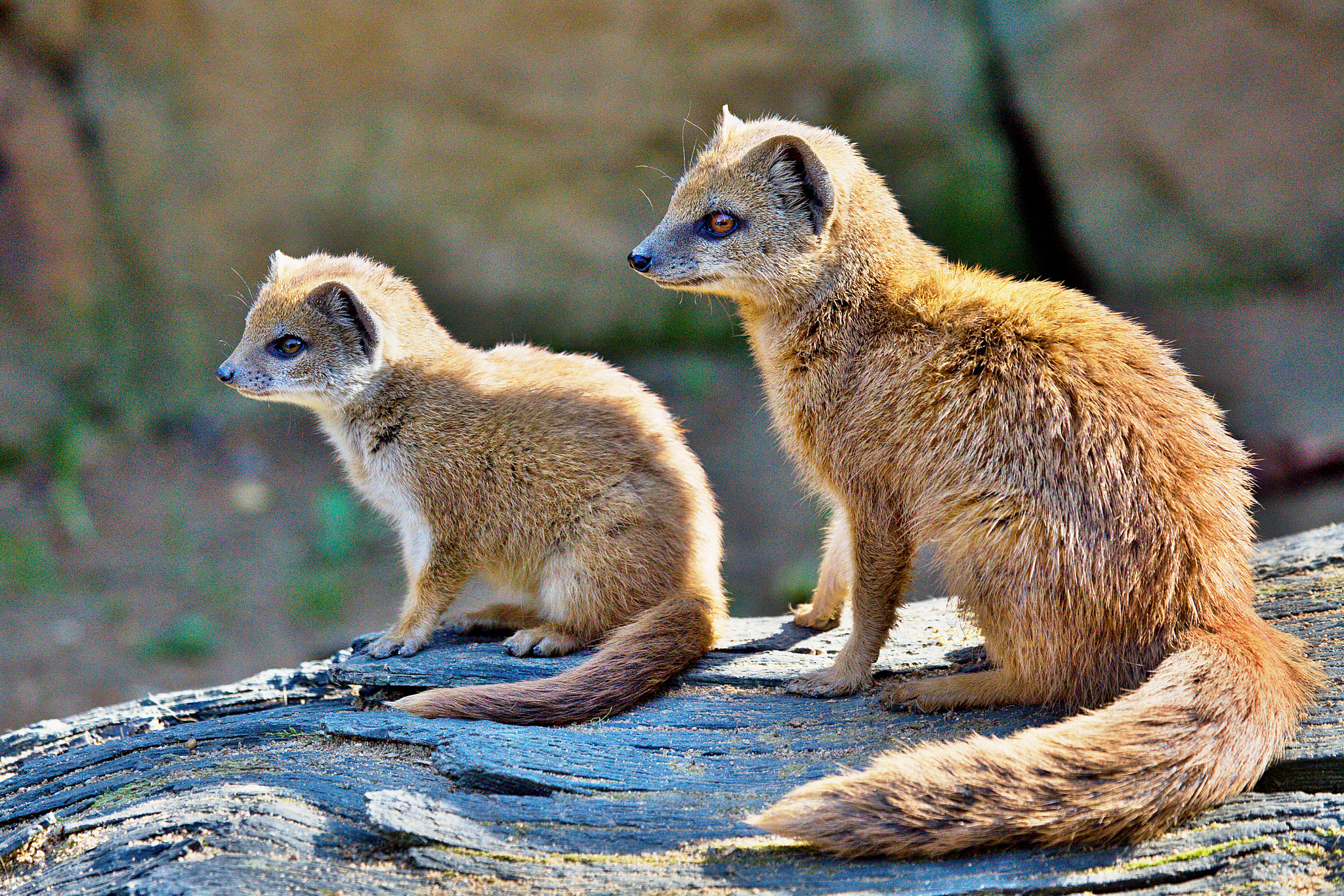 100.00 - 400.00 mm sample photo. Offspring and mother of yellow mongoose photography