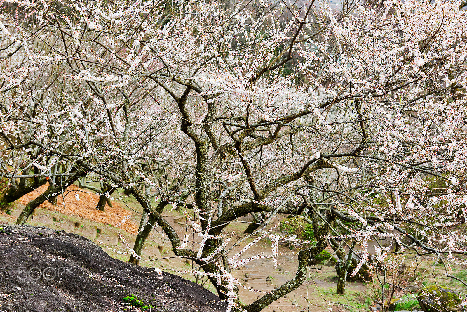 Nikon AF-S Nikkor 24-70mm F2.8G ED sample photo. Ninja plum photography