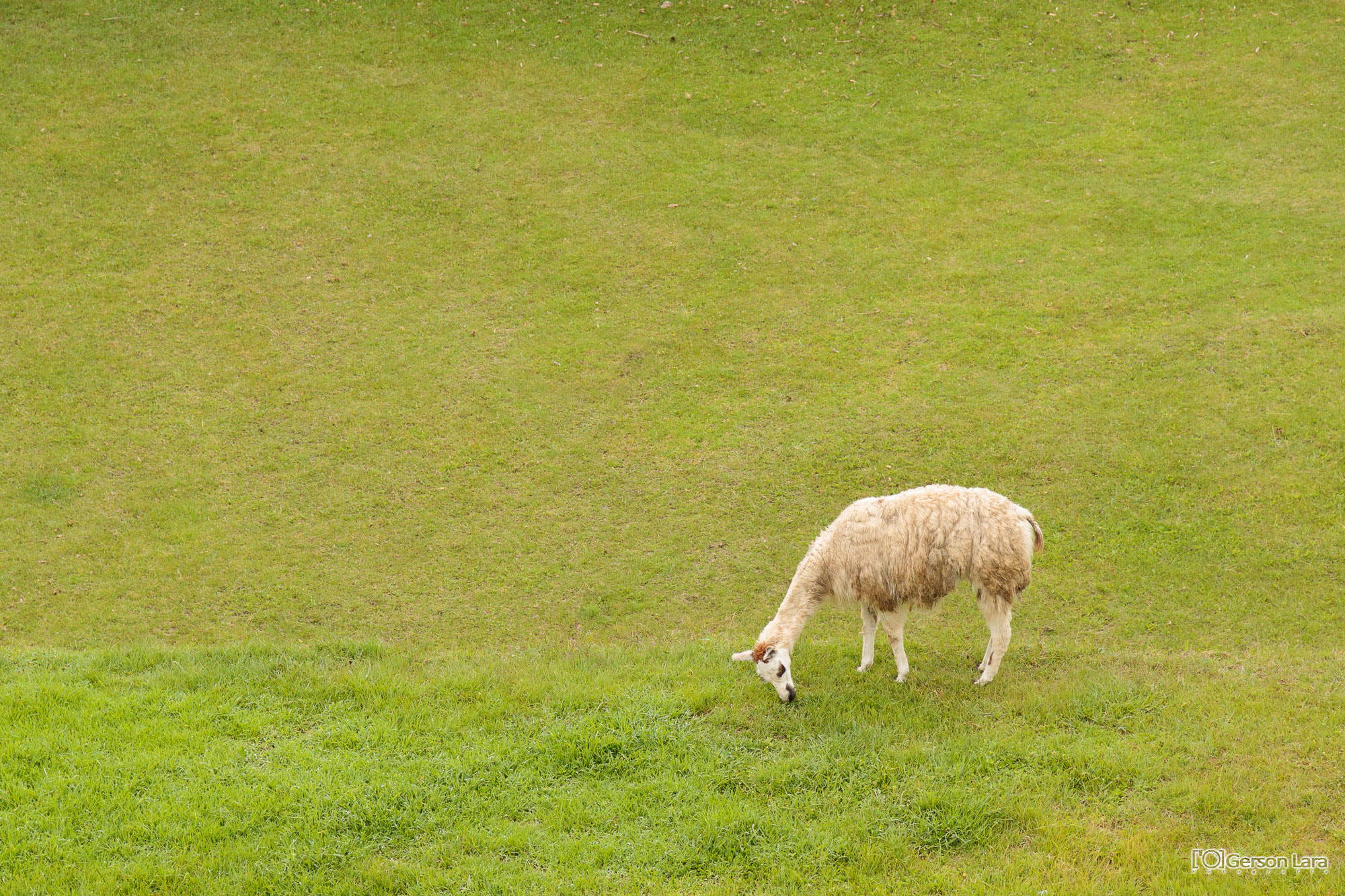 Canon EOS 50D + Canon EF 24-105mm F4L IS USM sample photo. Cusco photography