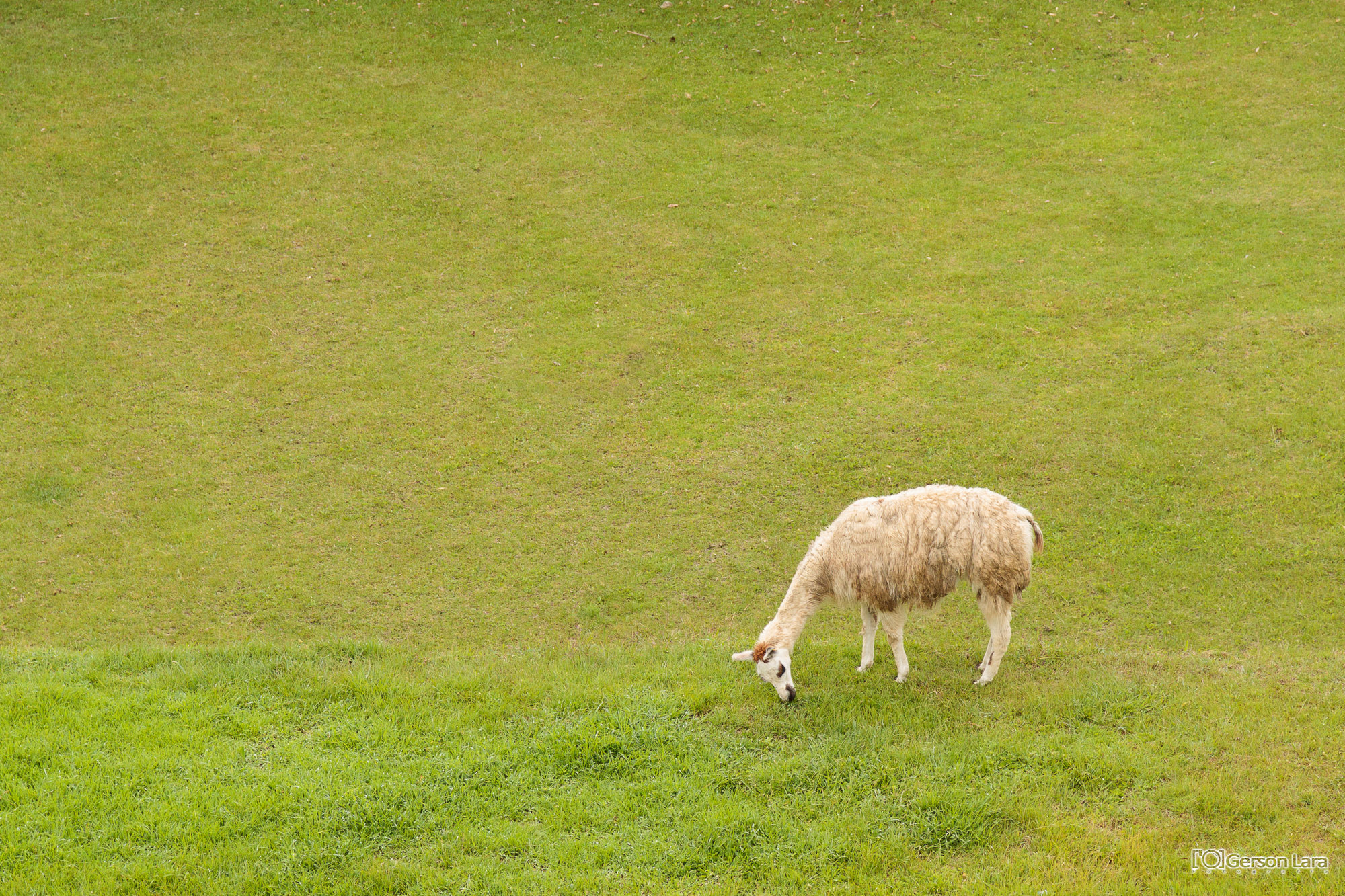 Canon EOS 50D sample photo. Cusco photography