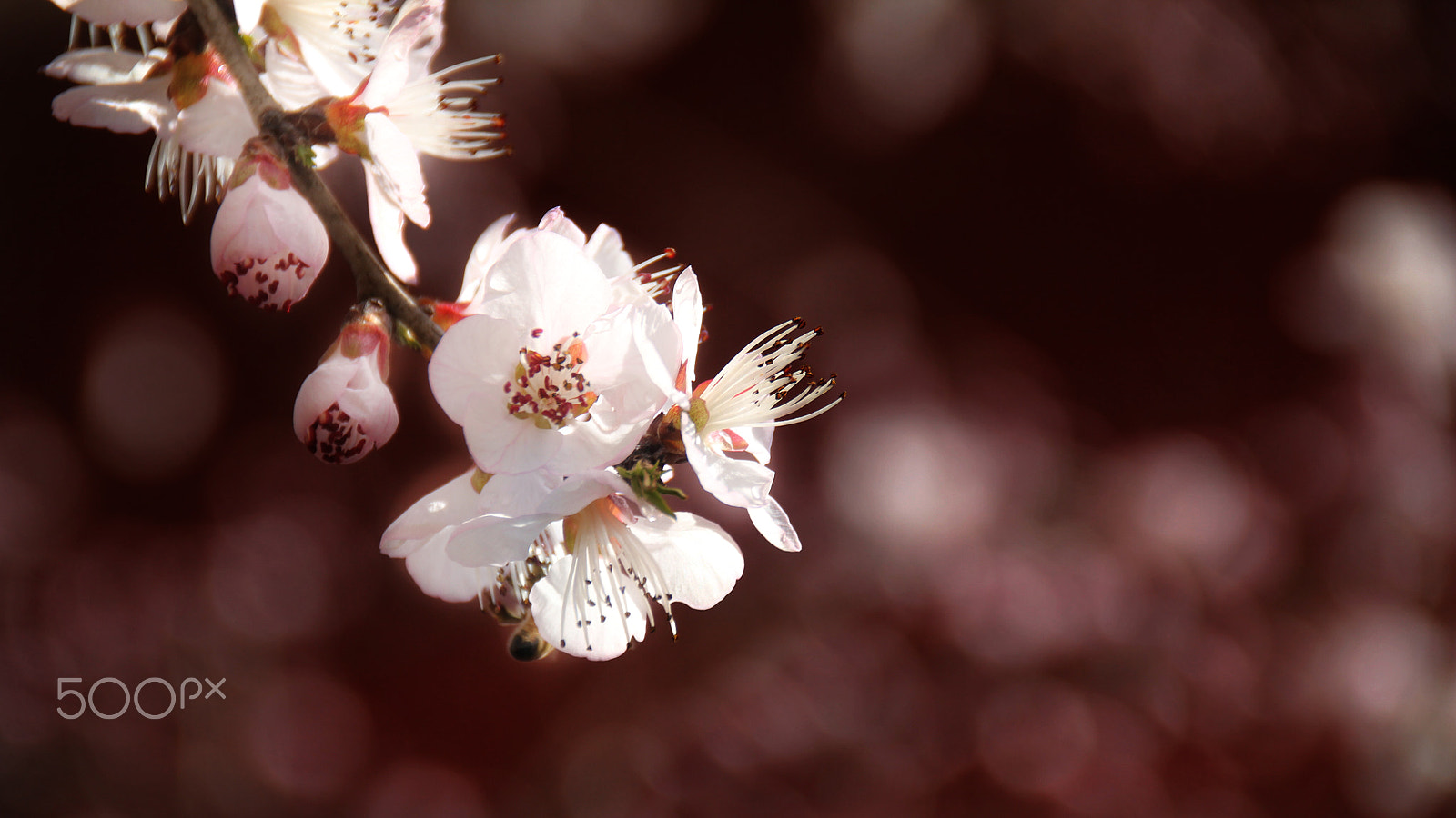 Canon EOS 550D (EOS Rebel T2i / EOS Kiss X4) sample photo. 你的照片 photography