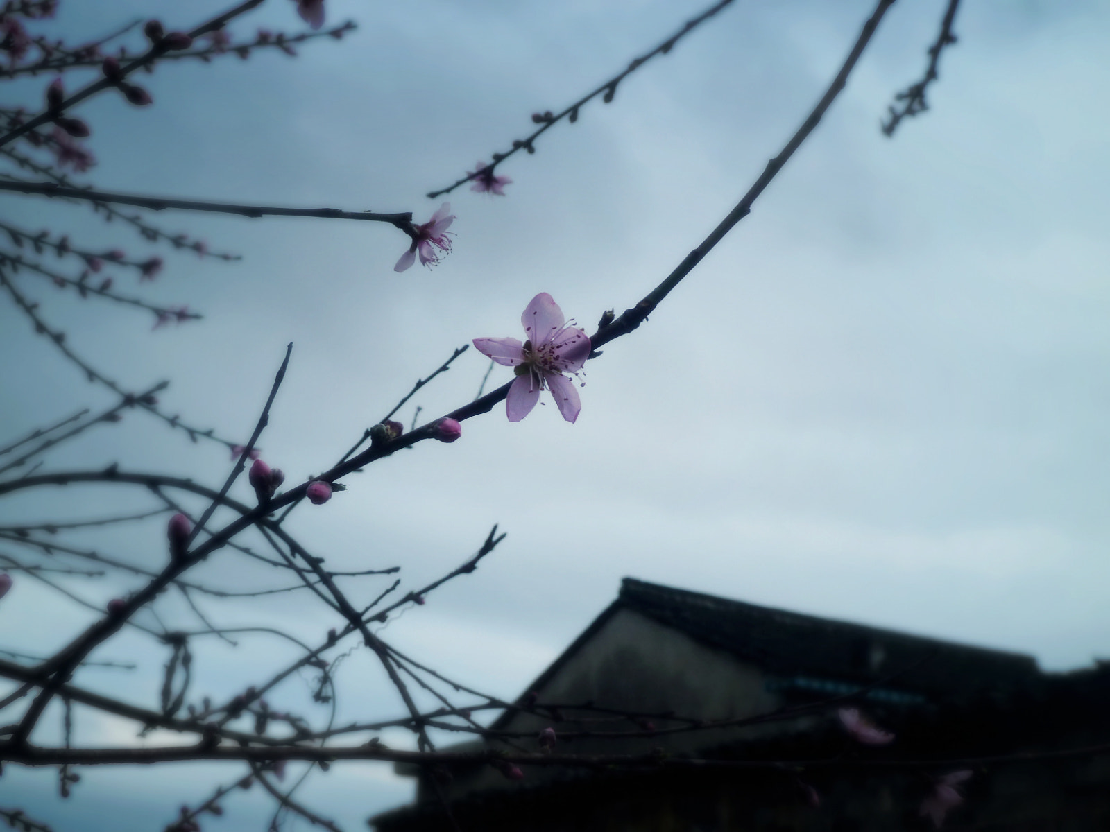 Panasonic Lumix DMC-ZS5 (Lumix DMC-TZ8) sample photo. 春来一枝桃， photography