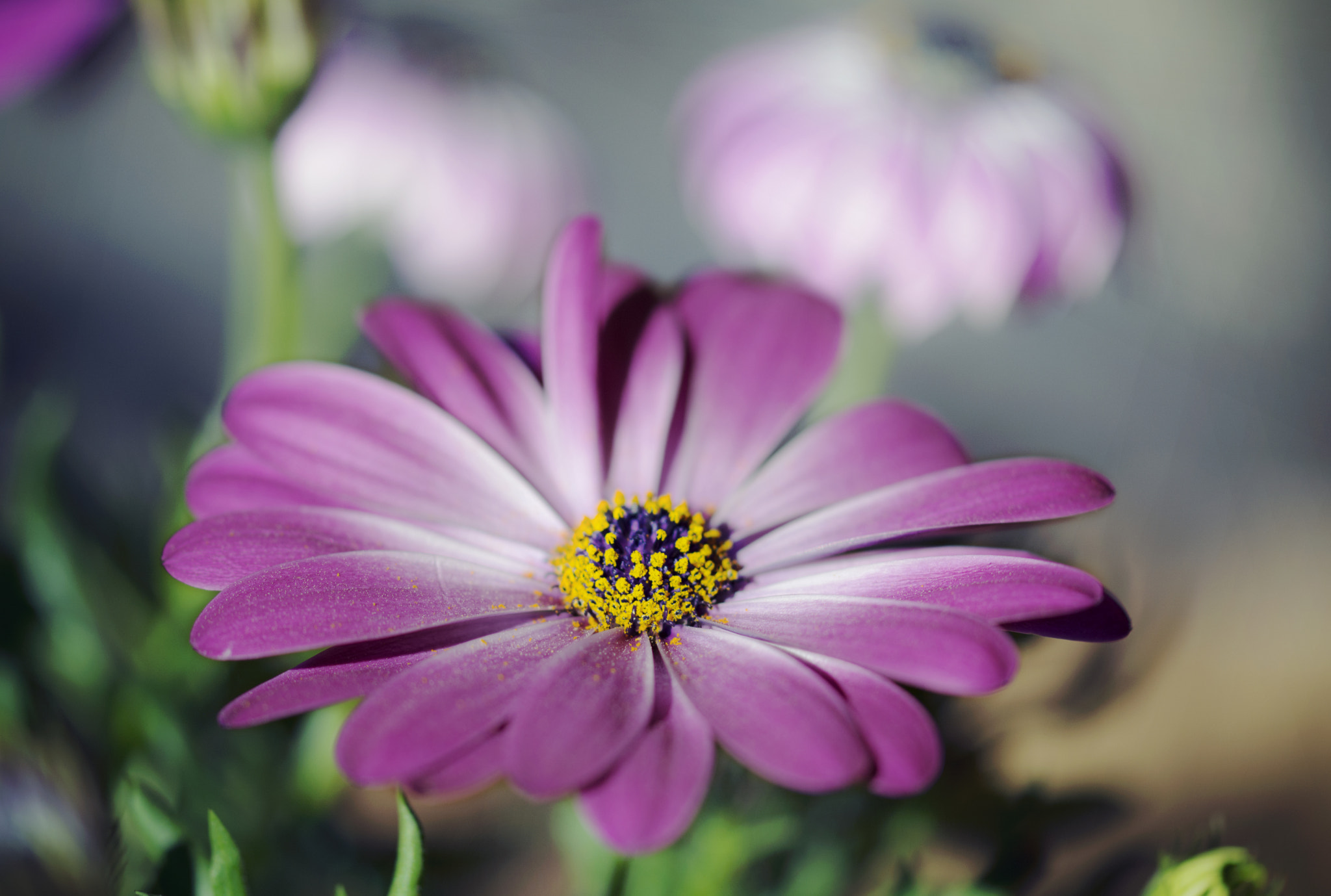 Sigma 105mm F2.8 EX DG OS HSM sample photo. Spring is coming 6 photography