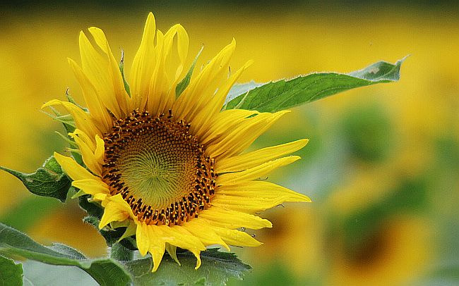 Tamron AF 28-200mm F3.8-5.6 XR Di Aspherical (IF) Macro sample photo. Sunflower photography