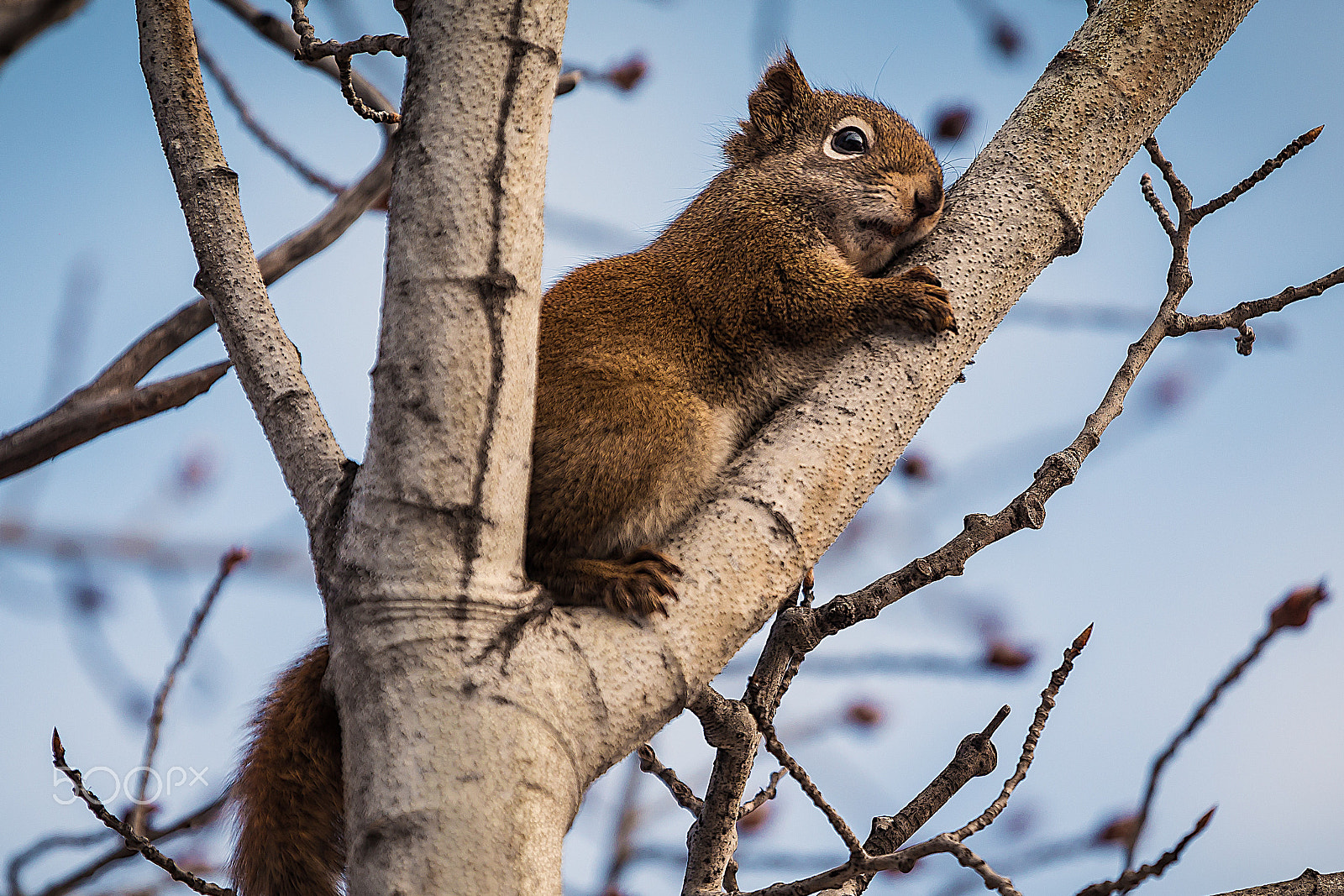 Canon EOS 6D + Canon EF 100-400mm F4.5-5.6L IS USM sample photo. Red squirrel relaxing photography