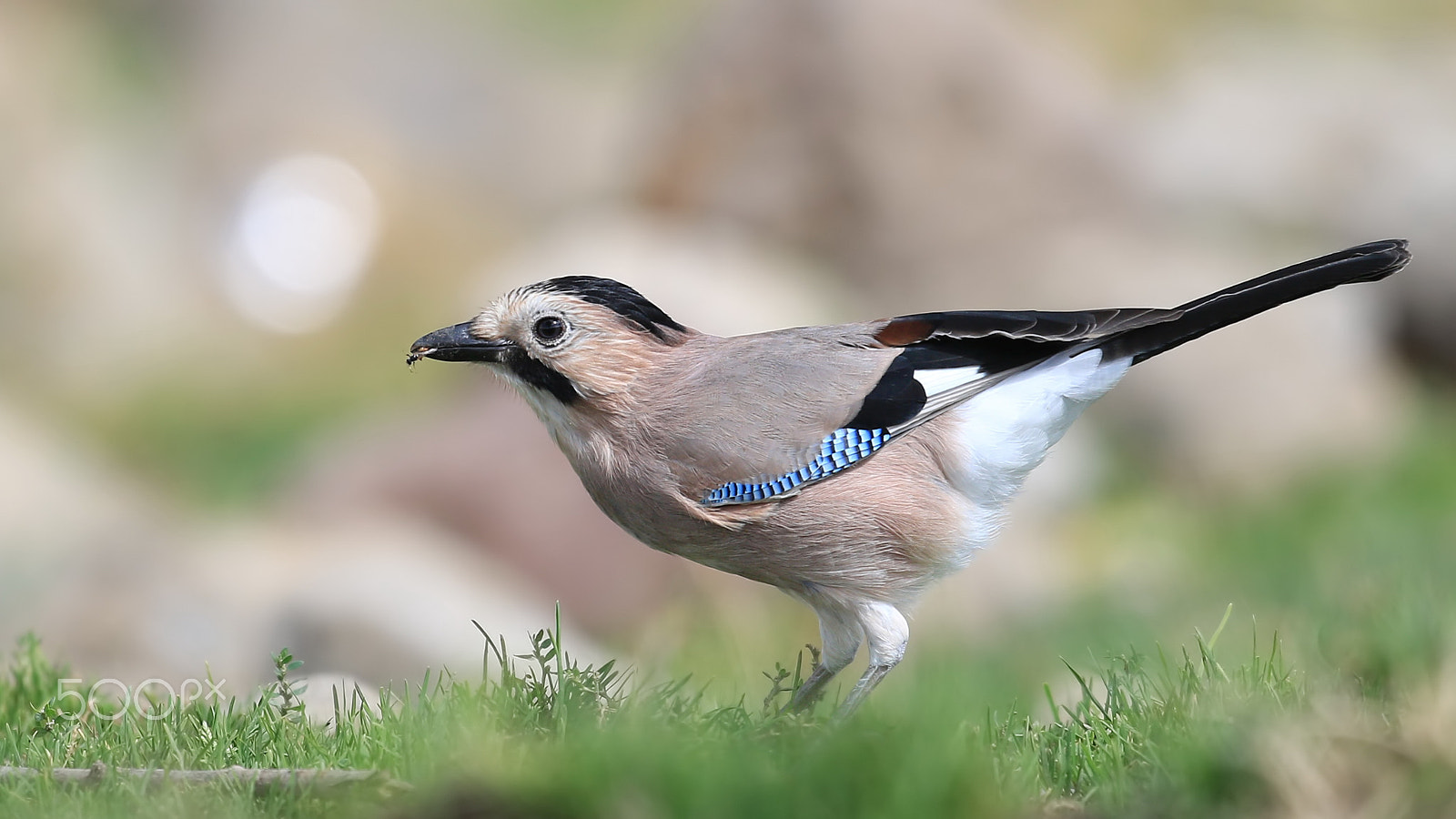 Canon EF 500mm F4L IS USM sample photo. Alakarga,eurasian jay,garrulus glandarius photography