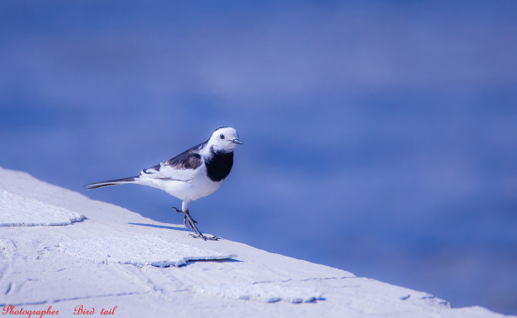 Sigma 150-600mm F5-6.3 DG OS HSM | C sample photo. Black backed wagtail in korea photography