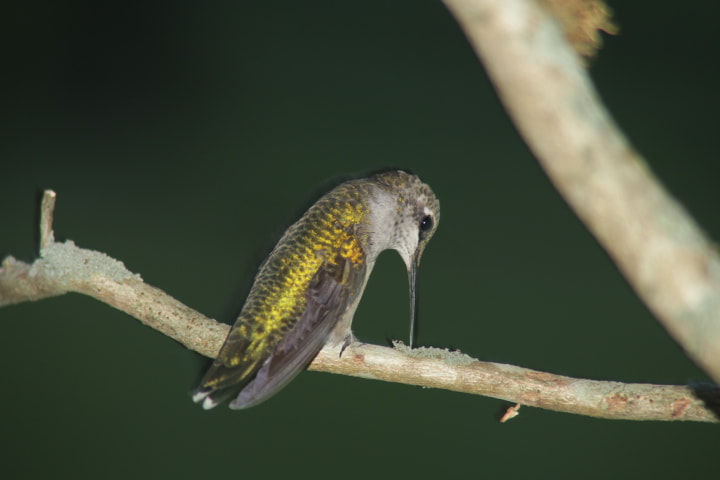 Canon EOS 700D (EOS Rebel T5i / EOS Kiss X7i) sample photo. Shy hummingbird photography