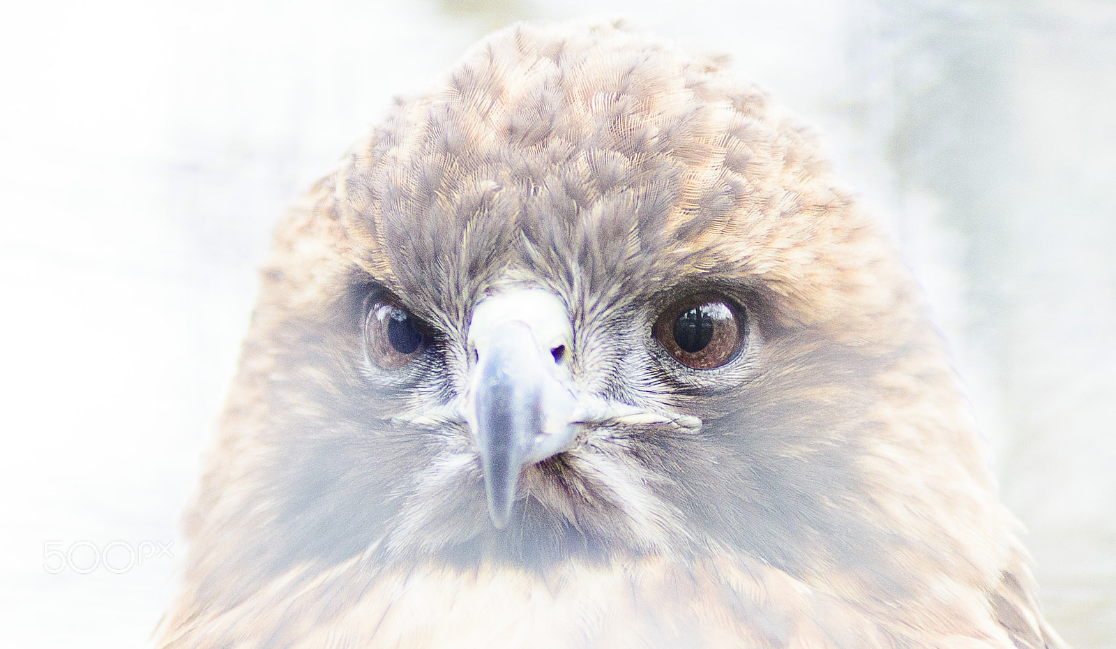 Nikon AF-Nikkor 80-200mm F2.8D ED sample photo. The stare photography