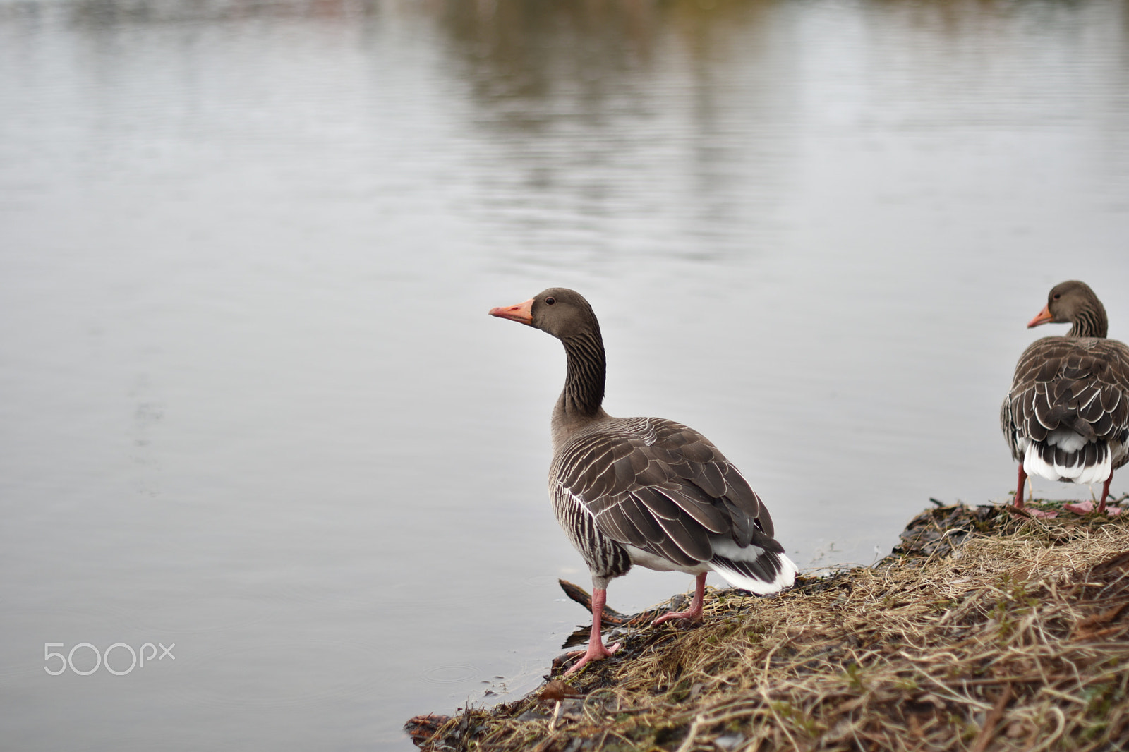 Nikon D5500 + Nikon AF-S Nikkor 50mm F1.4G sample photo. Goose photography