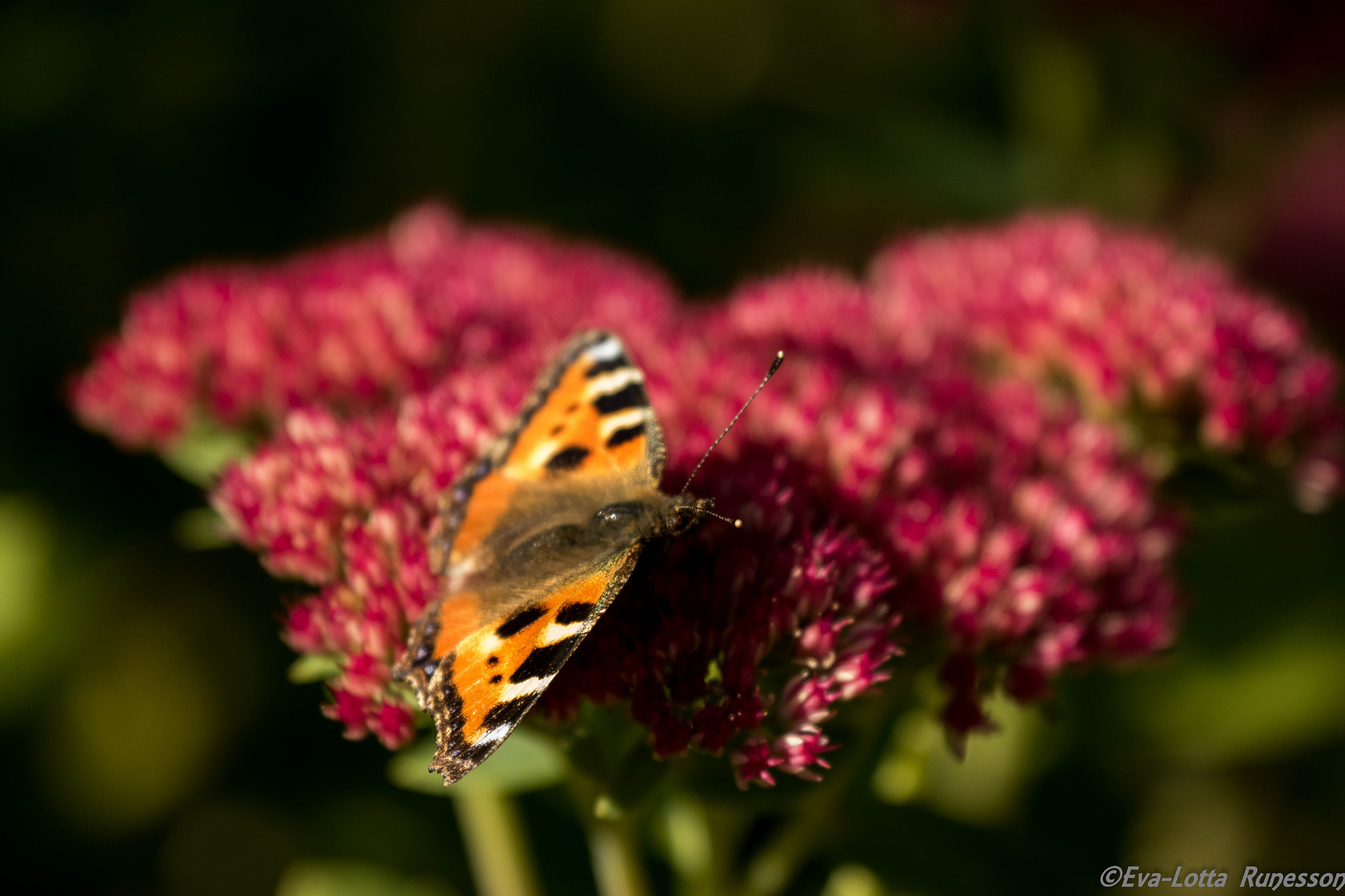 Canon EF 70-300mm F4-5.6L IS USM sample photo. Butterfly photography
