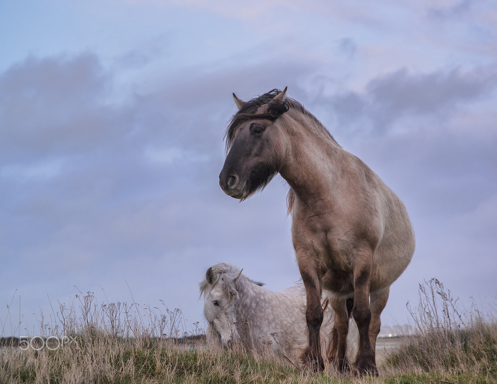 Pentax K-1 + HD Pentax D FA 24-70mm F2.8 ED SDM WR sample photo. Les chevaux du platier photography