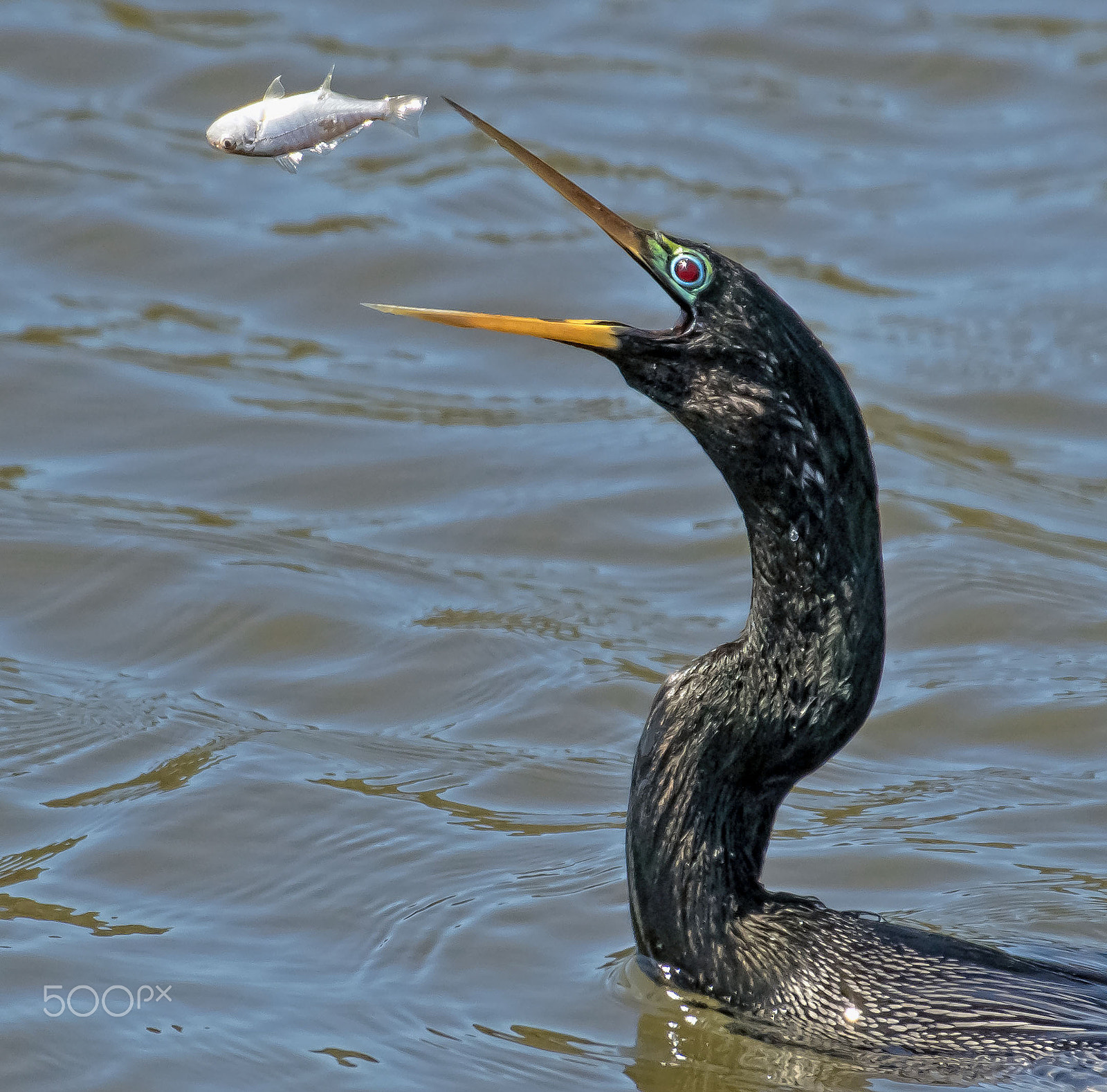 Nikon D500 sample photo. Ahingha wide open with fish sm photography