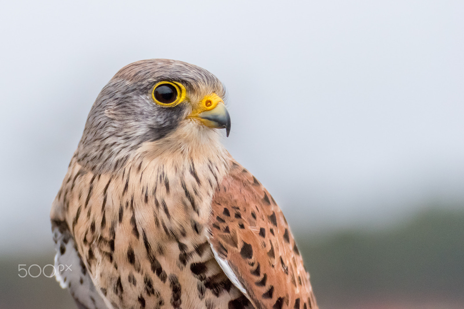 Nikon D5600 sample photo. Bird photography