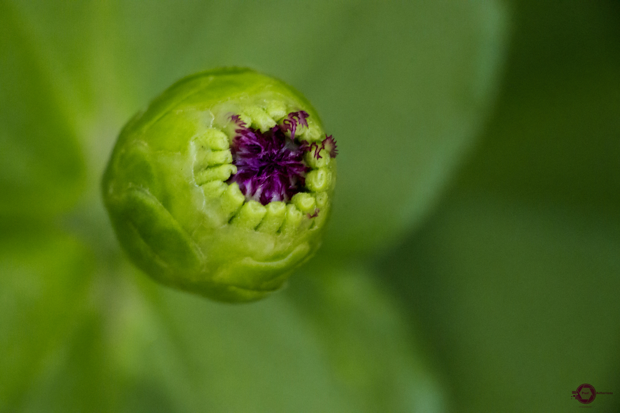 Canon EF-S 55-250mm F4-5.6 IS STM sample photo. Buddy photography