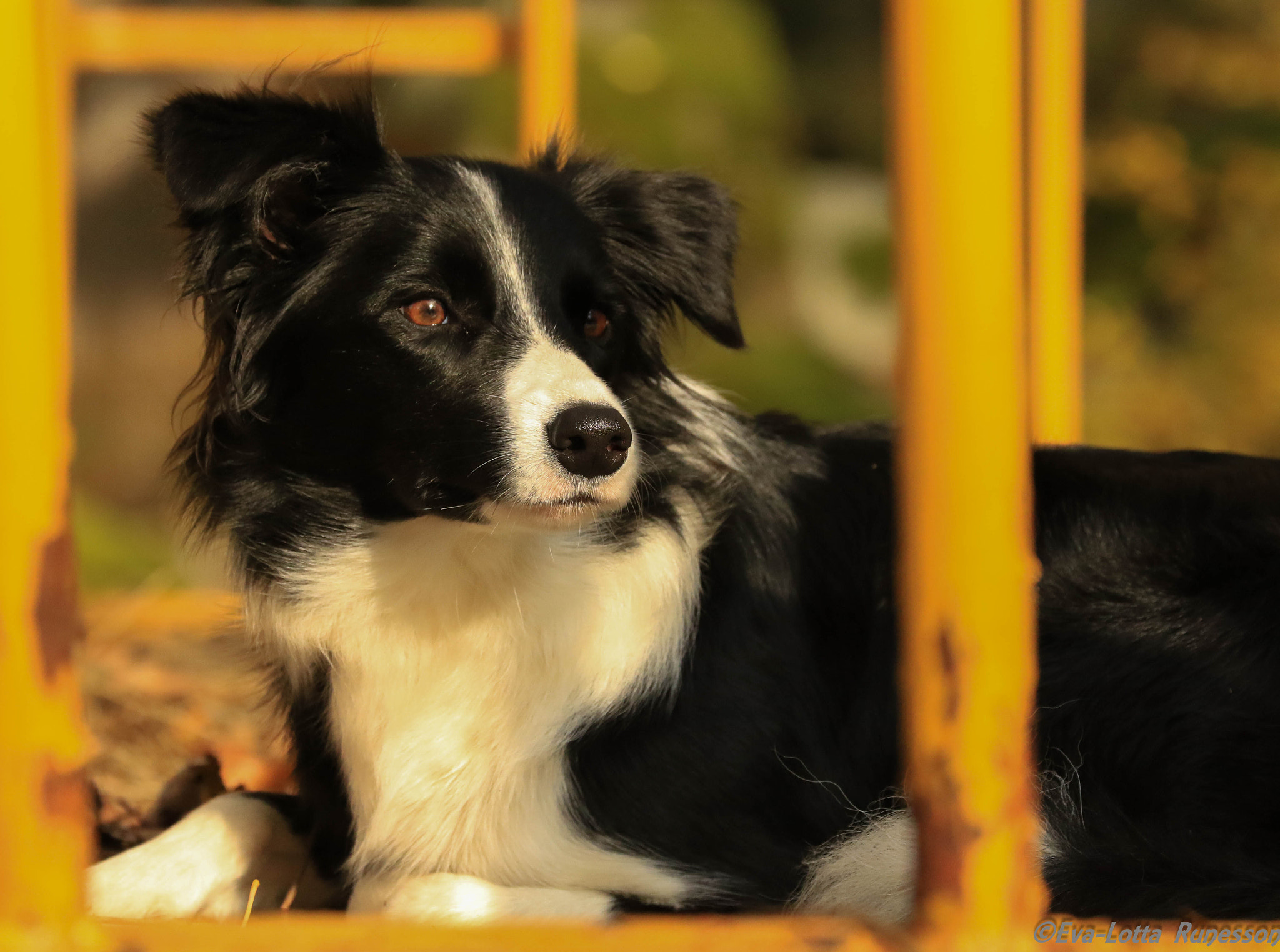 Canon EF 70-300mm F4-5.6L IS USM sample photo. Kda photography