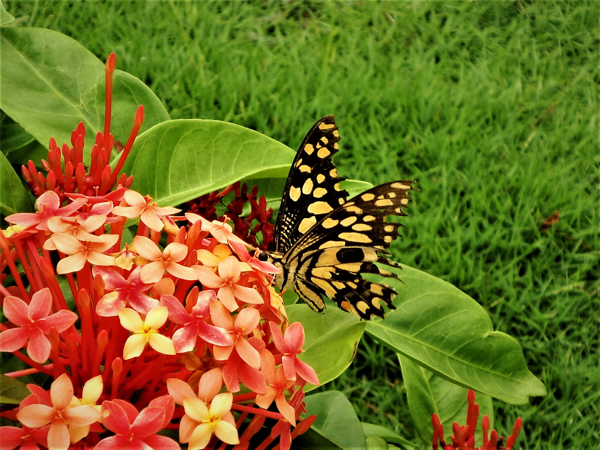 Sony DSC-W270 sample photo. The butterfly photography