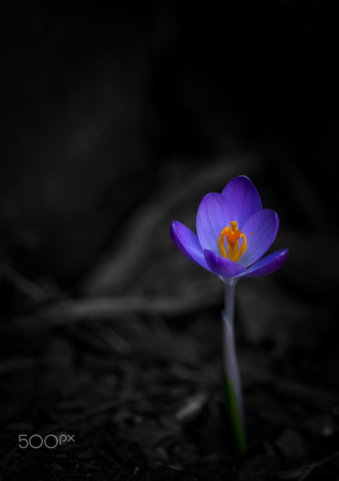 Nikon AF Micro-Nikkor 60mm F2.8D sample photo. Little flower in a grey world photography