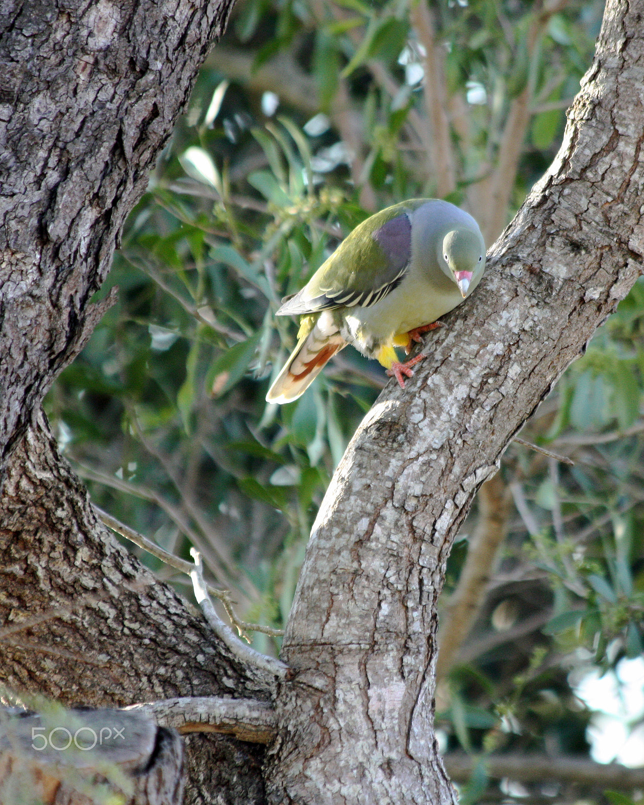 Canon EOS 450D (EOS Rebel XSi / EOS Kiss X2) sample photo. African green pigeon photography