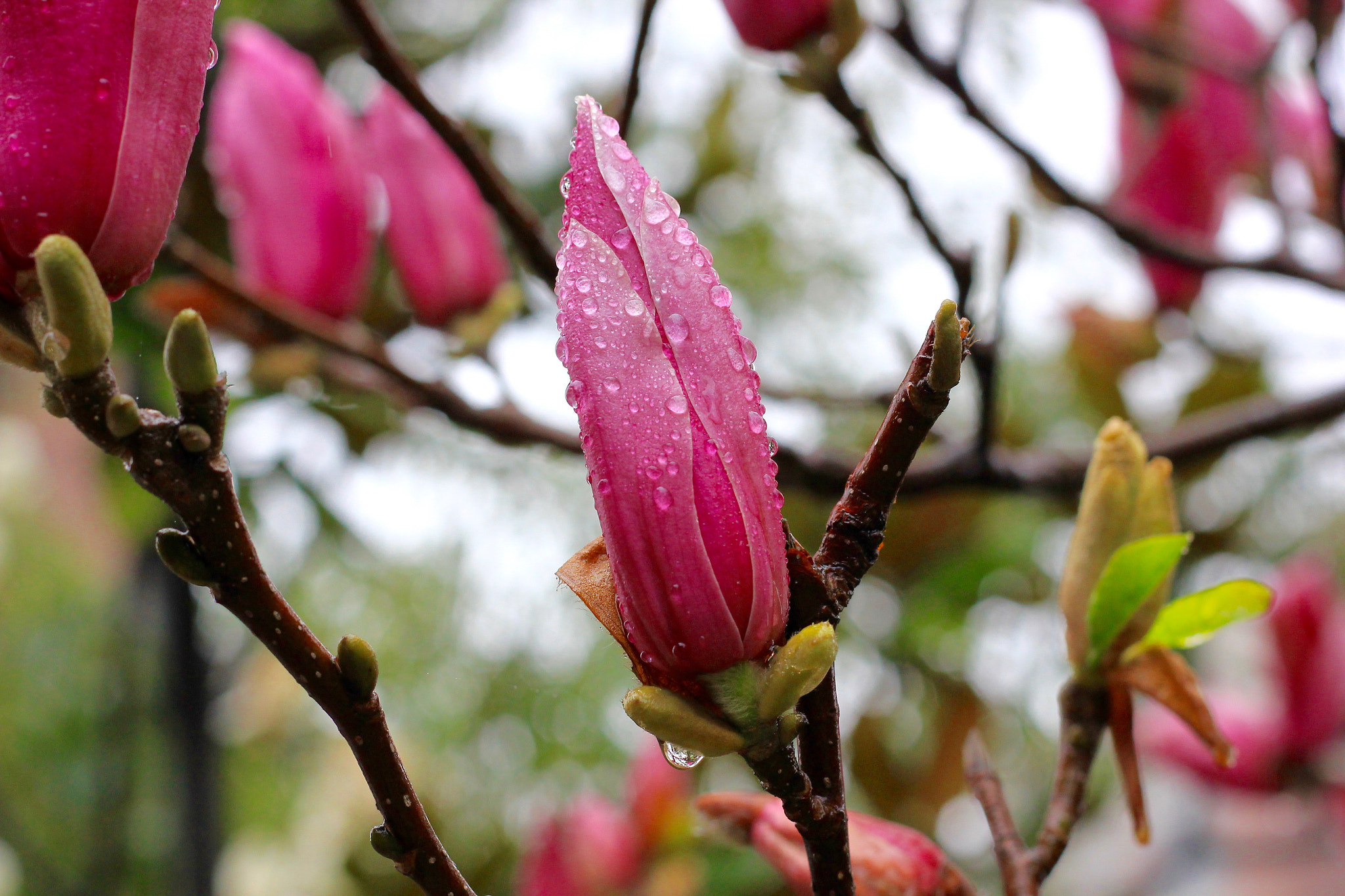 Canon EOS 550D (EOS Rebel T2i / EOS Kiss X4) + Canon EF 50mm F1.8 STM sample photo. 春分春雨 丁酉年二月二十三 photography