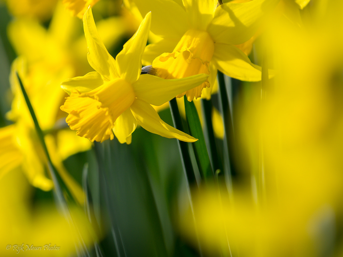 Nikon AF-S Nikkor 70-200mm F4G ED VR sample photo. Spring time photography