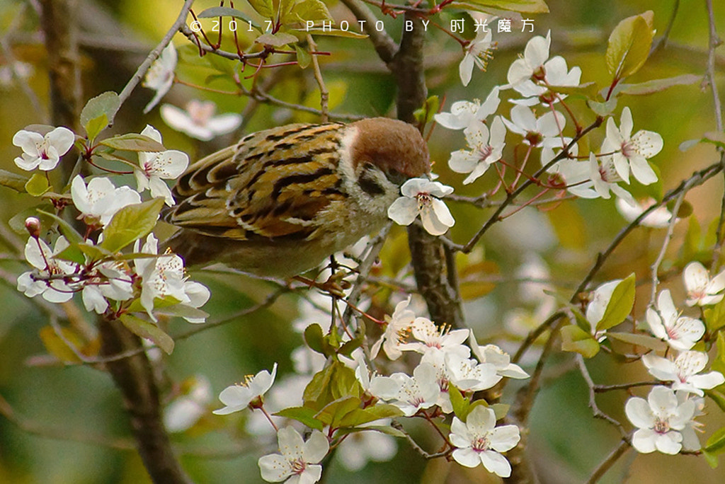 花儿与麻雀by 时光魔方 500px