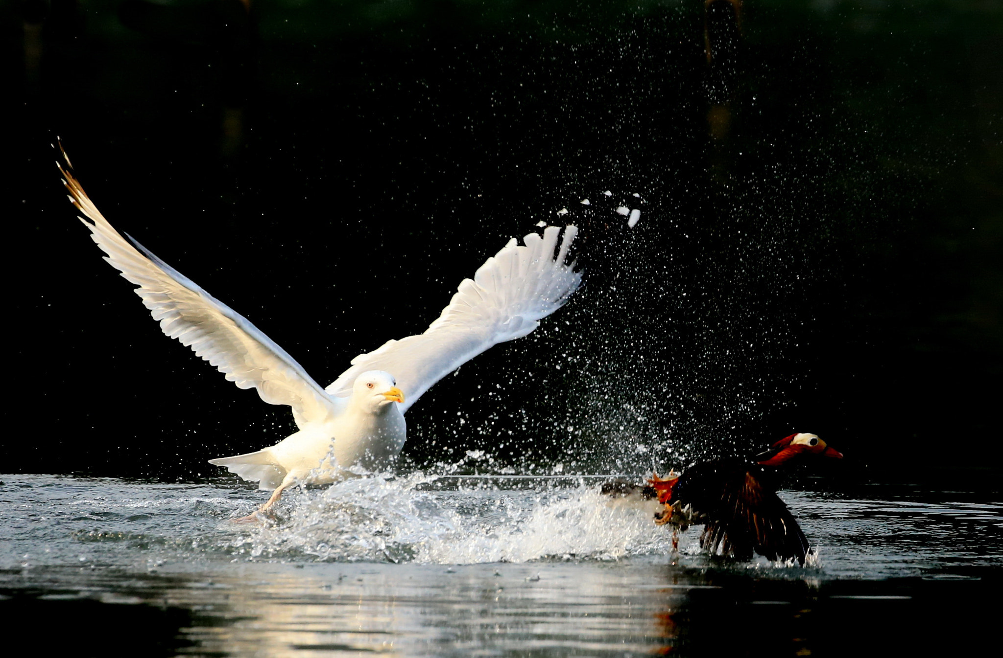 Canon EOS-1D X sample photo. Chasing photography