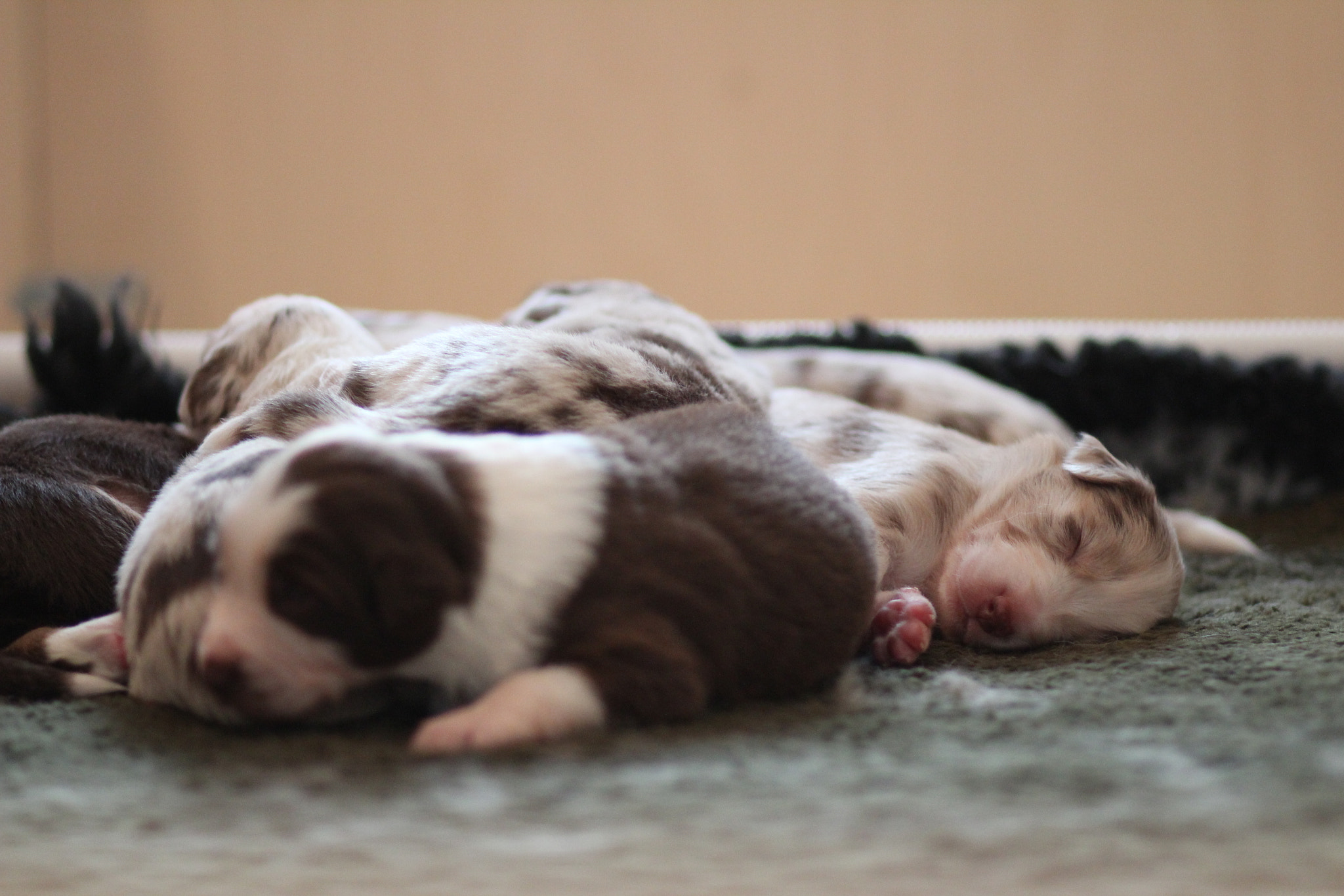 Canon EOS 600D (Rebel EOS T3i / EOS Kiss X5) + Canon EF 85mm F1.8 USM sample photo. Pile of sleepy puppies photography