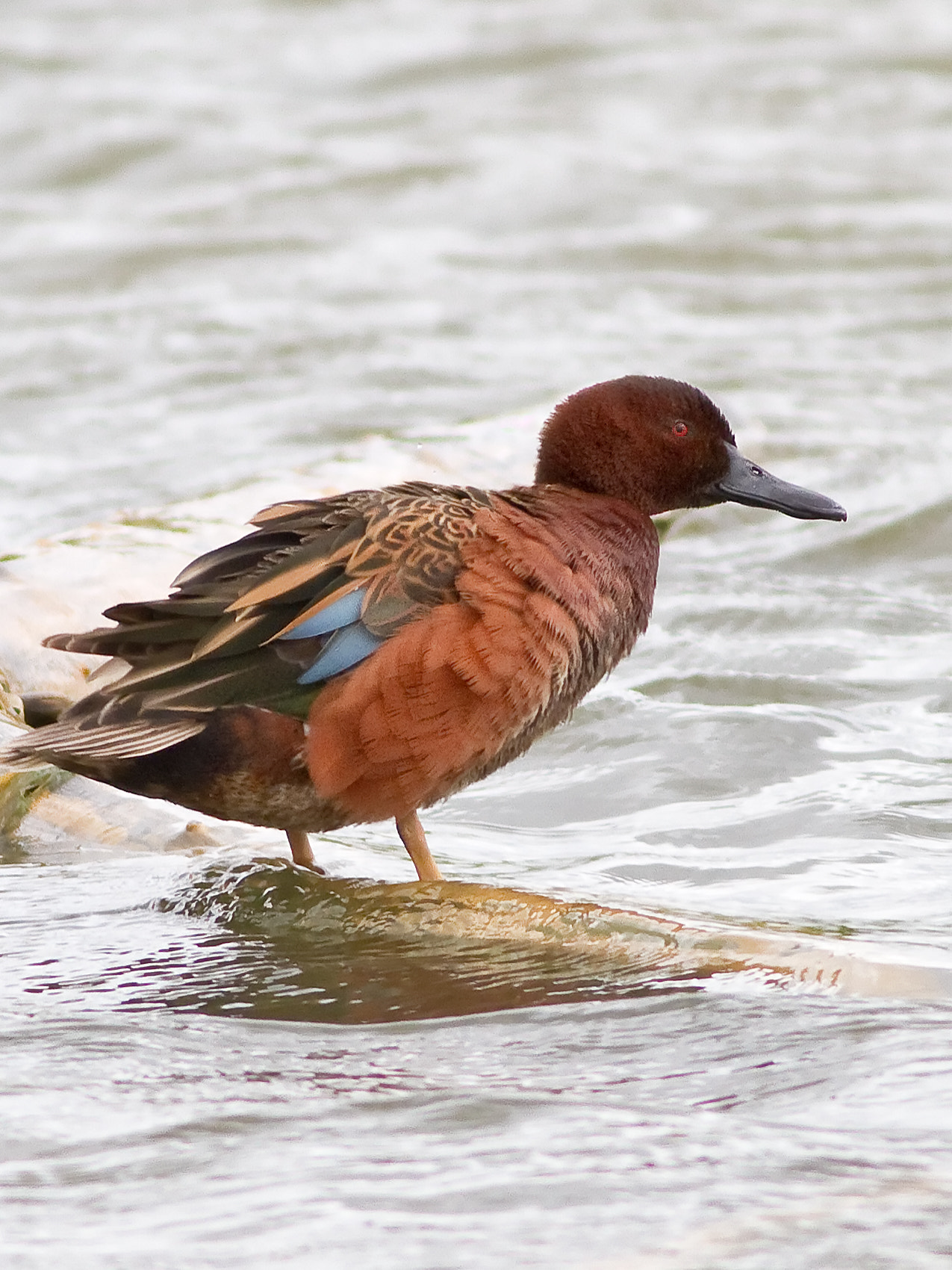 Canon EOS 7D + Canon EF 400mm F5.6L USM sample photo. Cinnamon teal photography