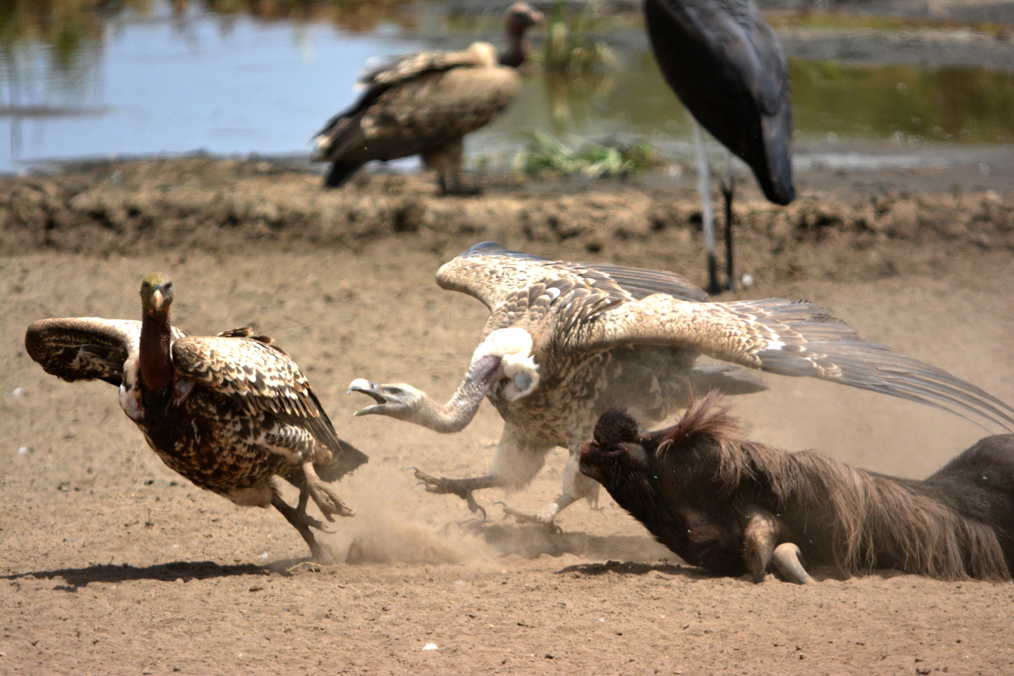 Nikon D5200 + Sigma 150-500mm F5-6.3 DG OS HSM sample photo. White-backed vulture photography