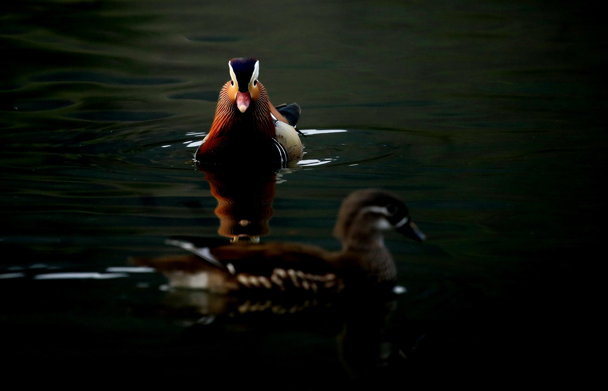 Canon EOS-1D X sample photo. He and she photography
