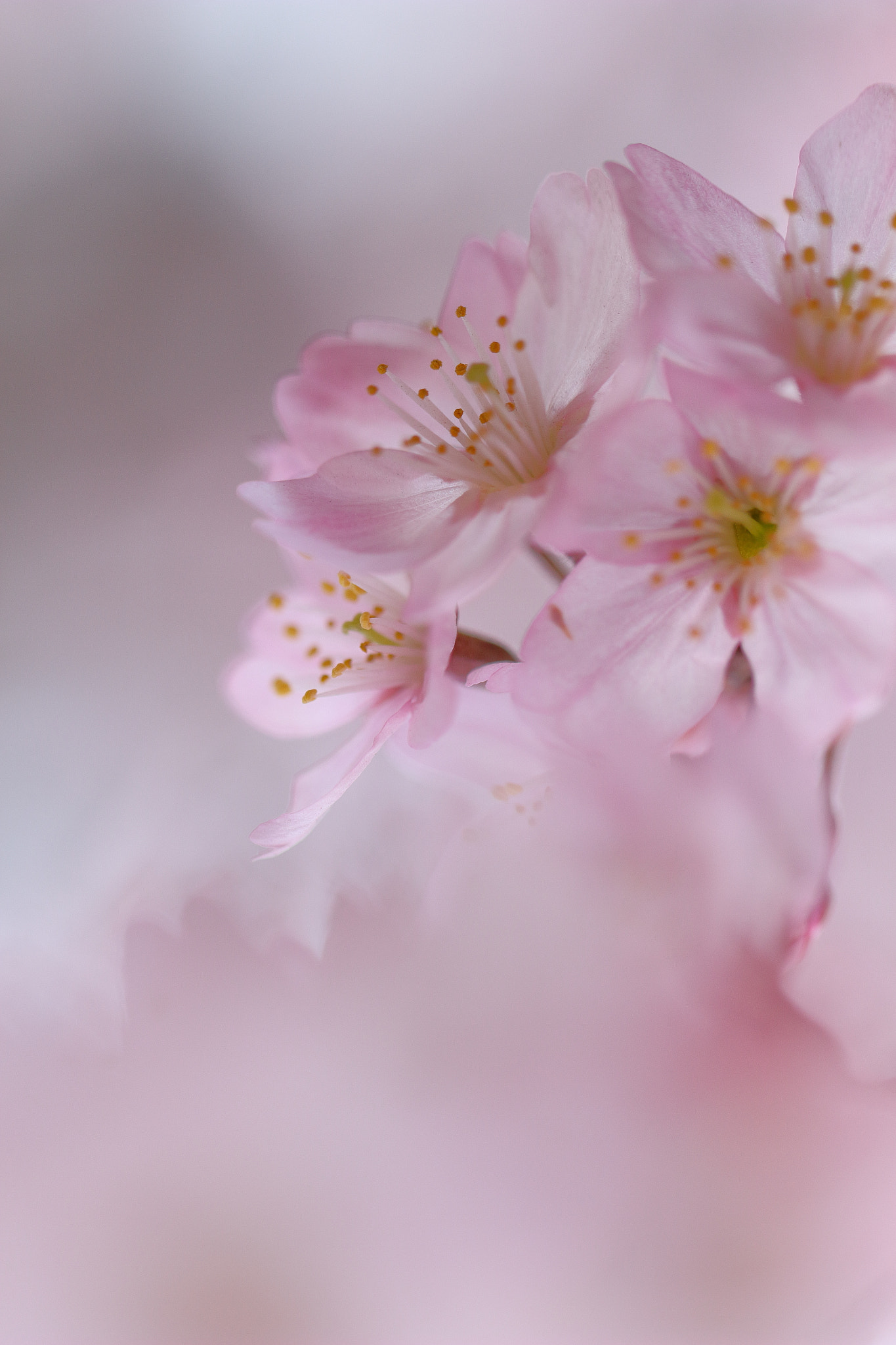 Canon EF 100mm F2.8L Macro IS USM sample photo. Cherry blossom photography