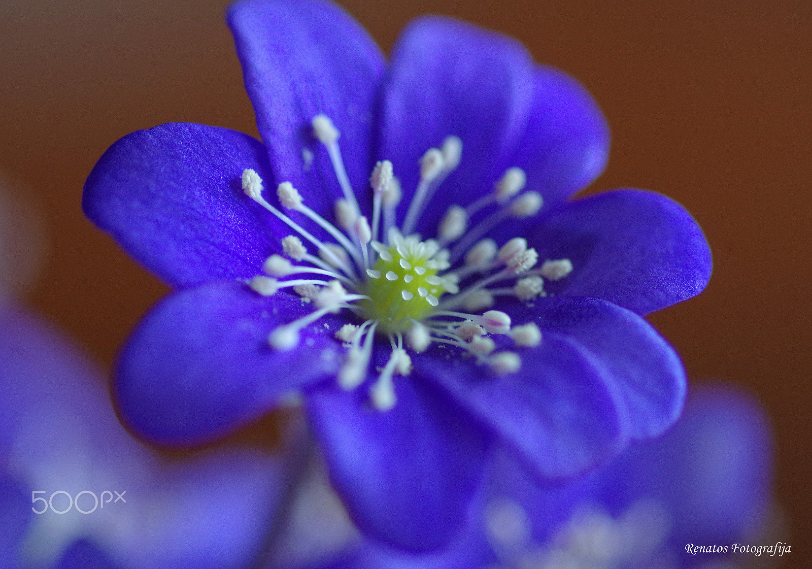 Pentax K-3 sample photo. Violet photography