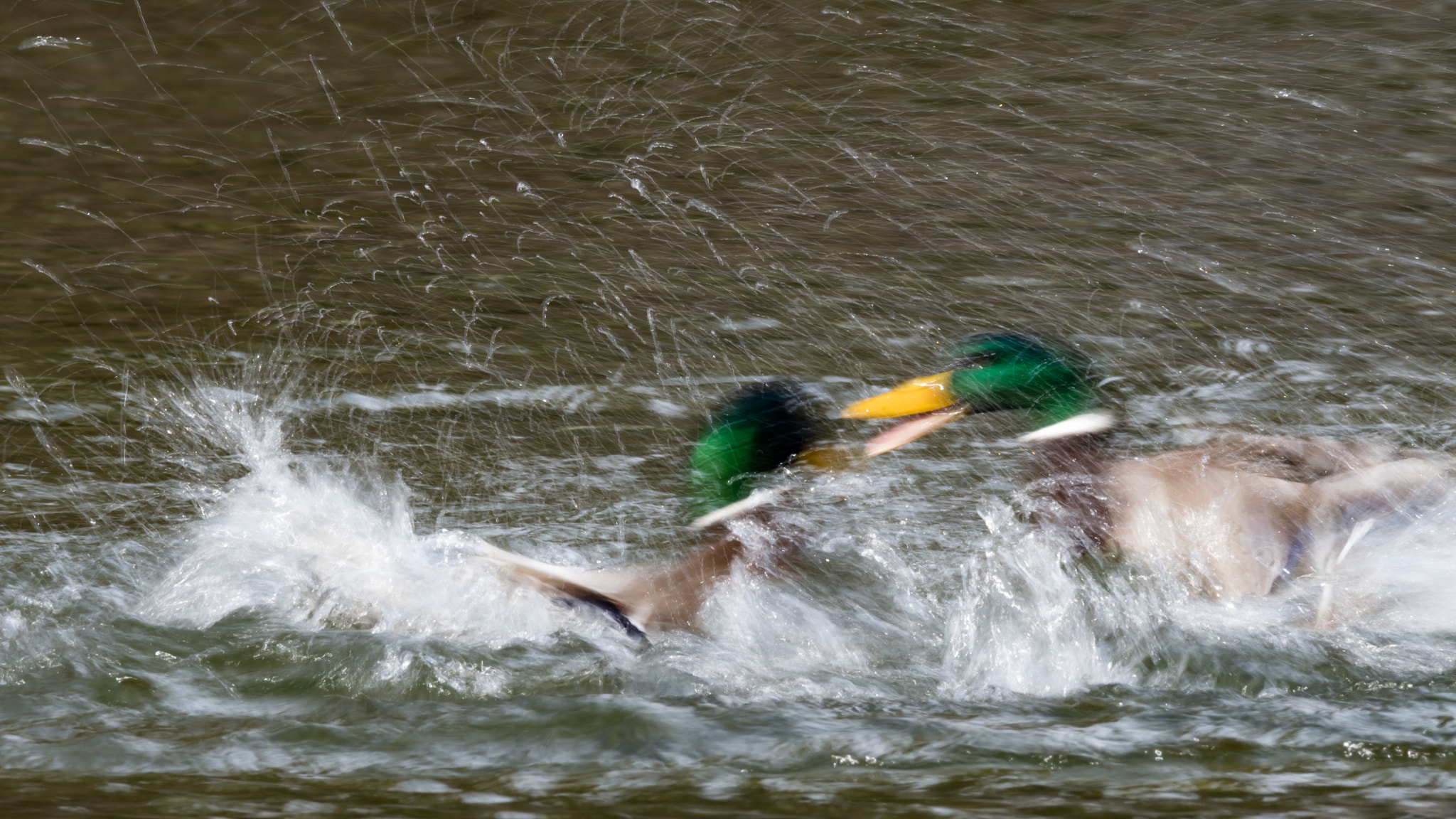 Nikon D500 + Sigma 150-600mm F5-6.3 DG OS HSM | C sample photo. Springtime photography