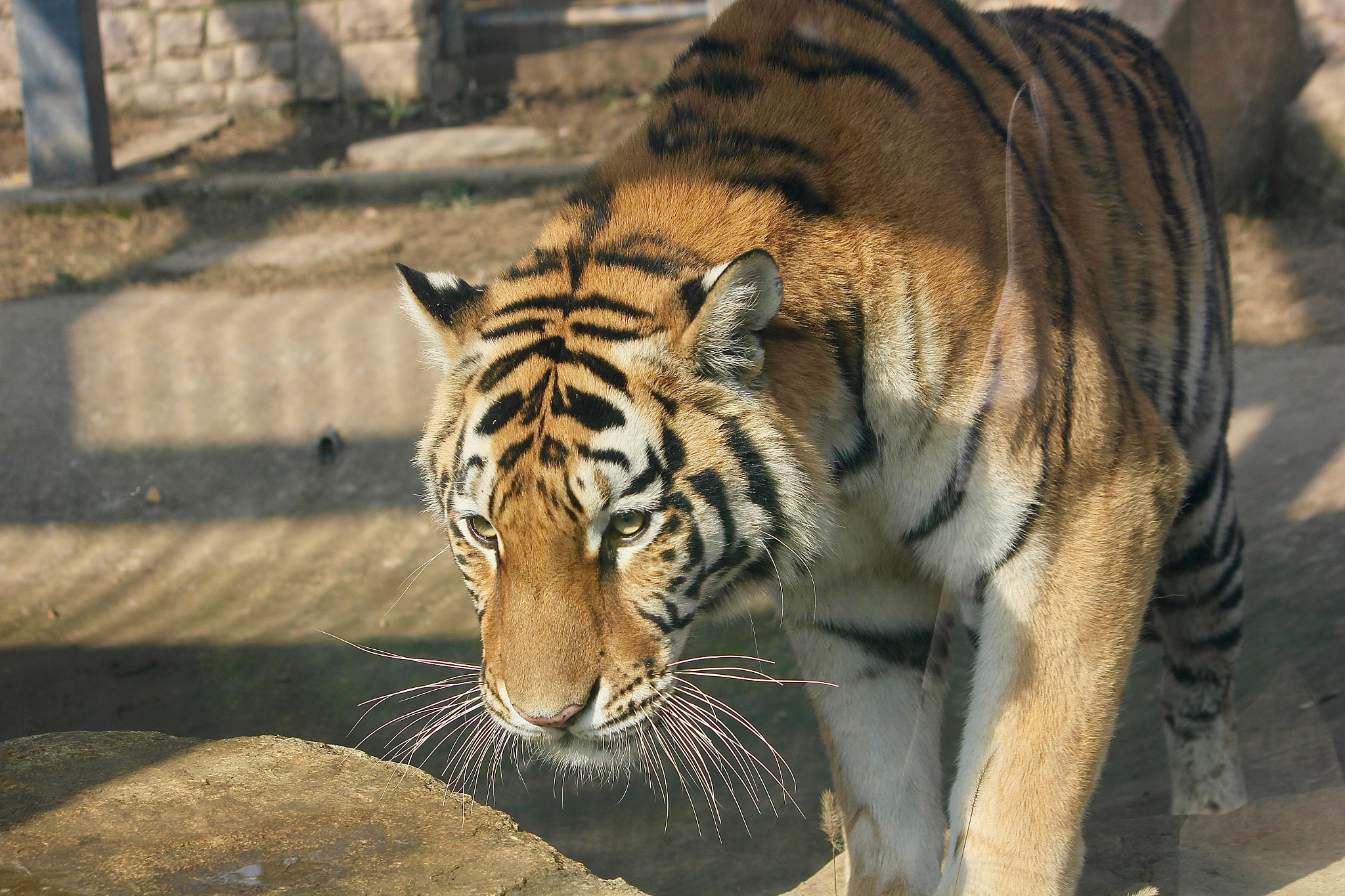 Canon EF-S 55-250mm F4-5.6 IS sample photo. 虎 photography
