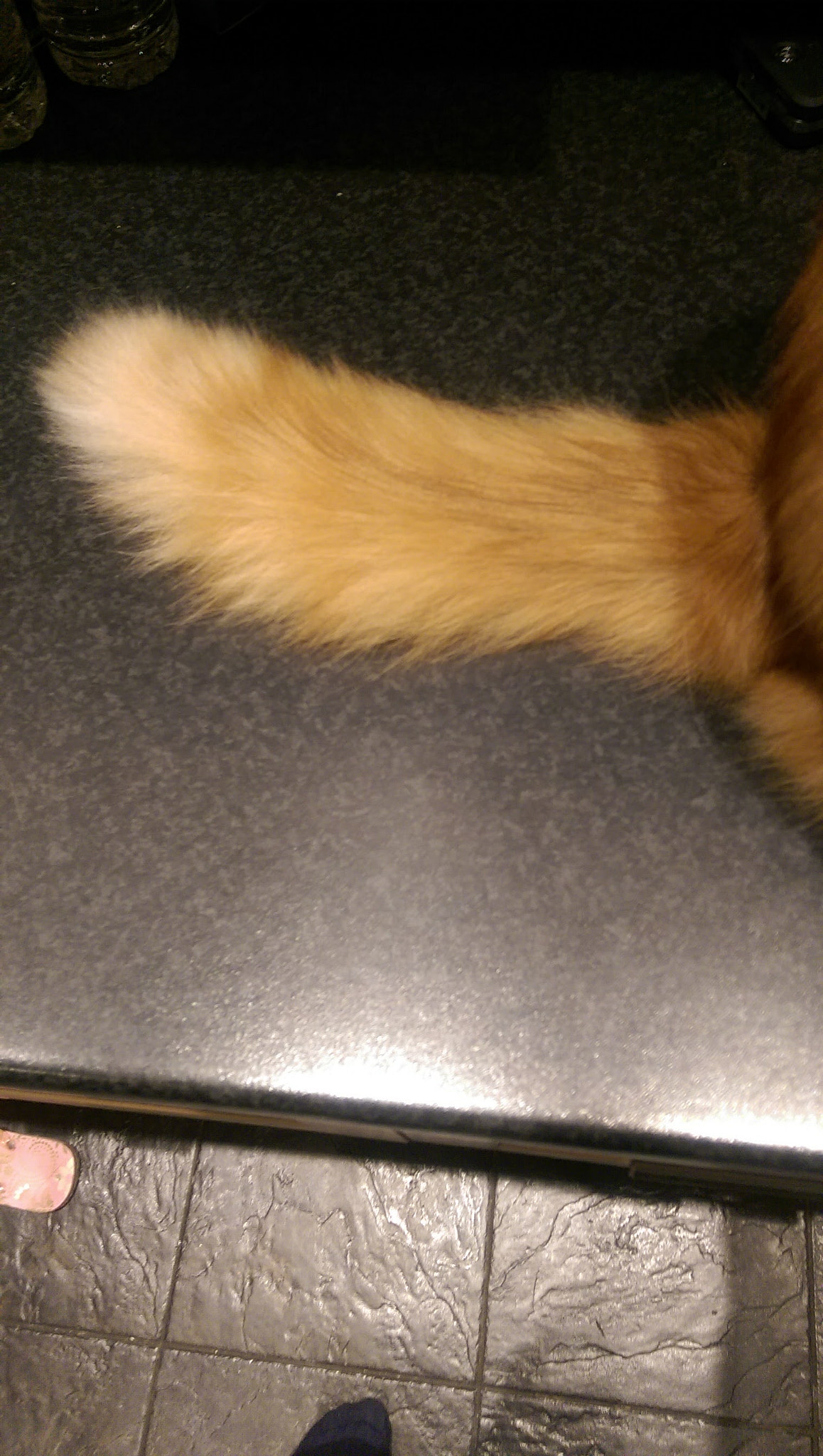 HTC ONE (M8) sample photo. A cats tail  photography