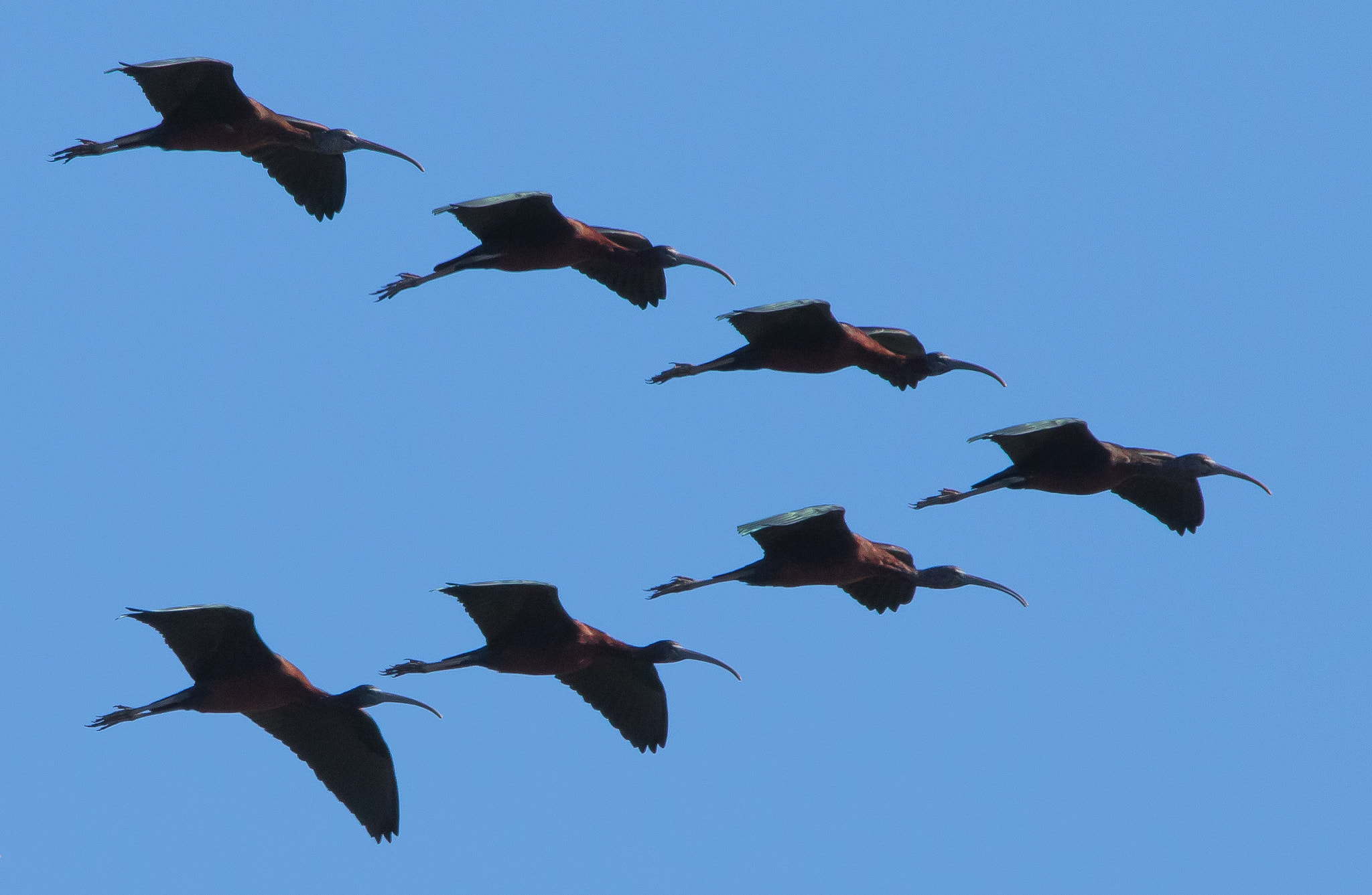 150-600mm F5-6.3 DG OS HSM | Contemporary 015 sample photo. Ibis mignattai photography