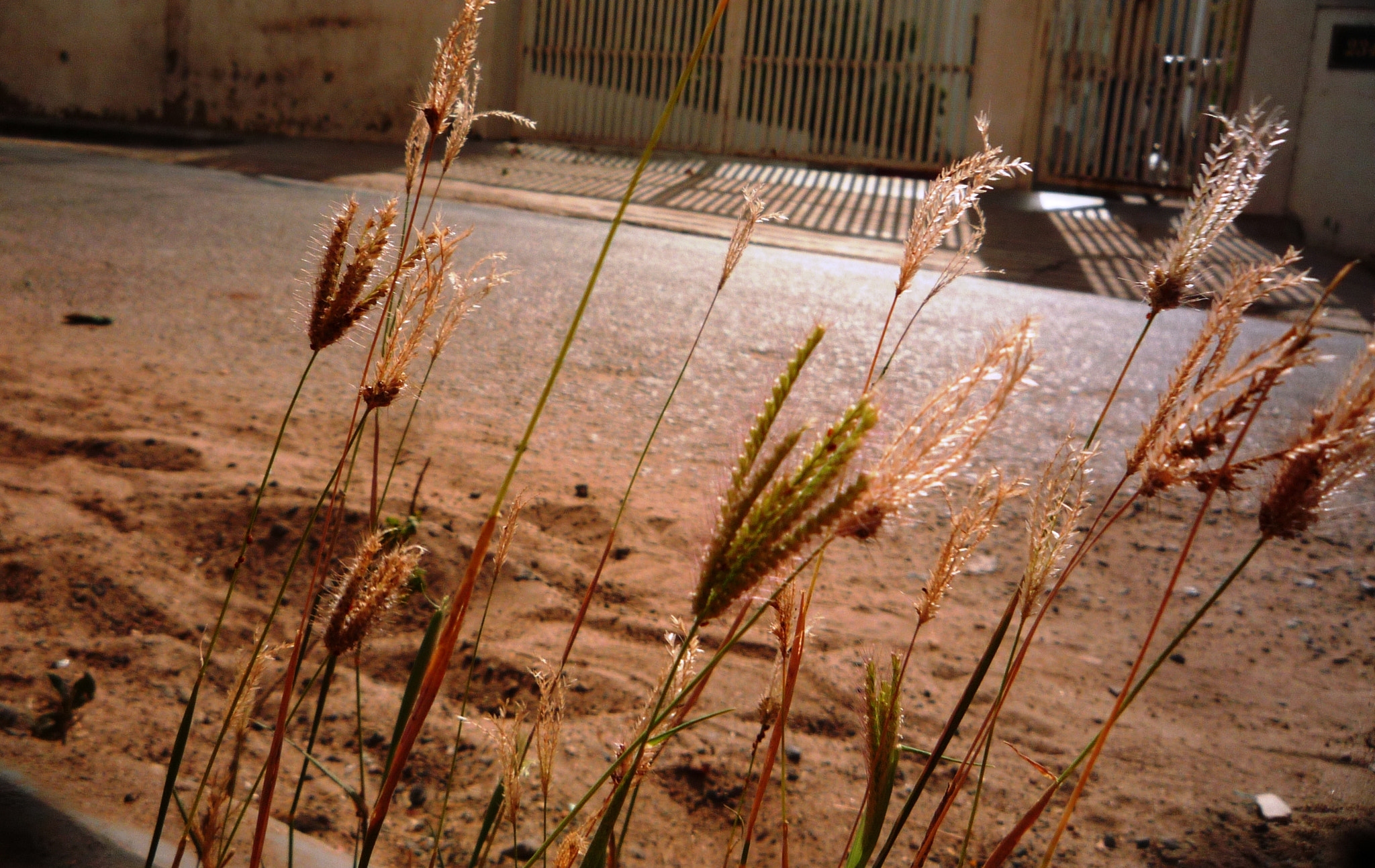 Panasonic DMC-LZ10 sample photo. Wild flowers in city photography