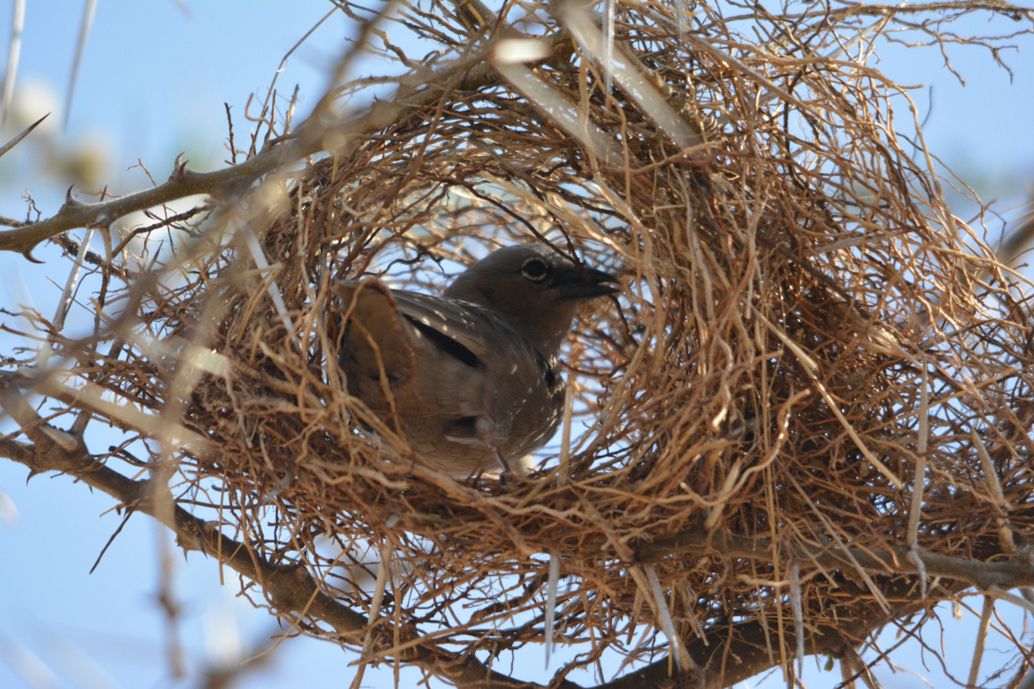Nikon D5200 + Sigma 150-500mm F5-6.3 DG OS HSM sample photo. Grey-capped social-weaver, home sweet home photography