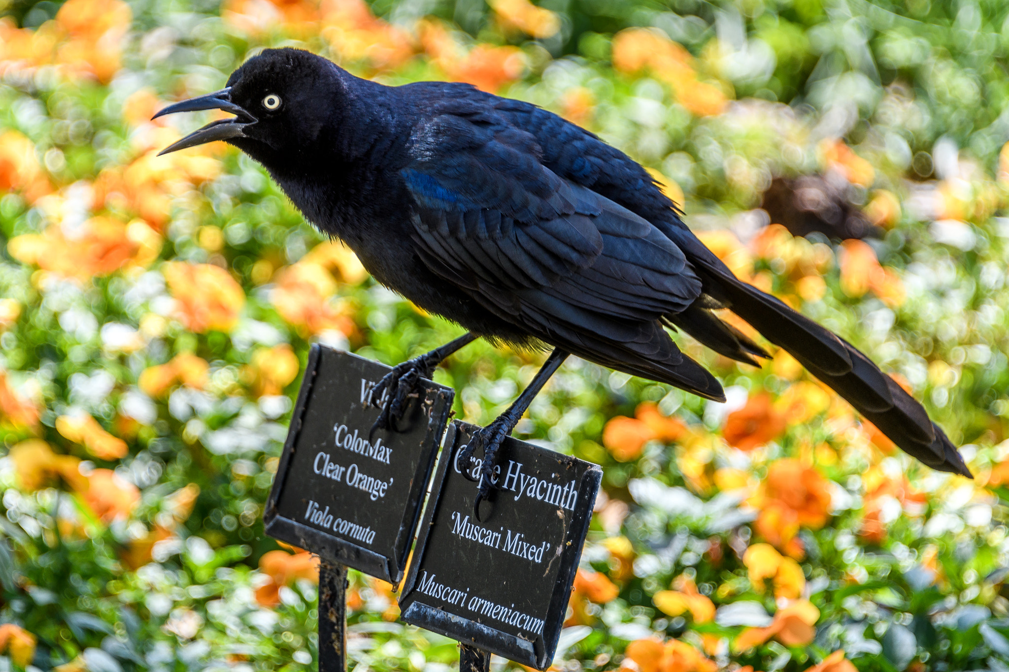 Nikon D500 sample photo. Grackle talk photography