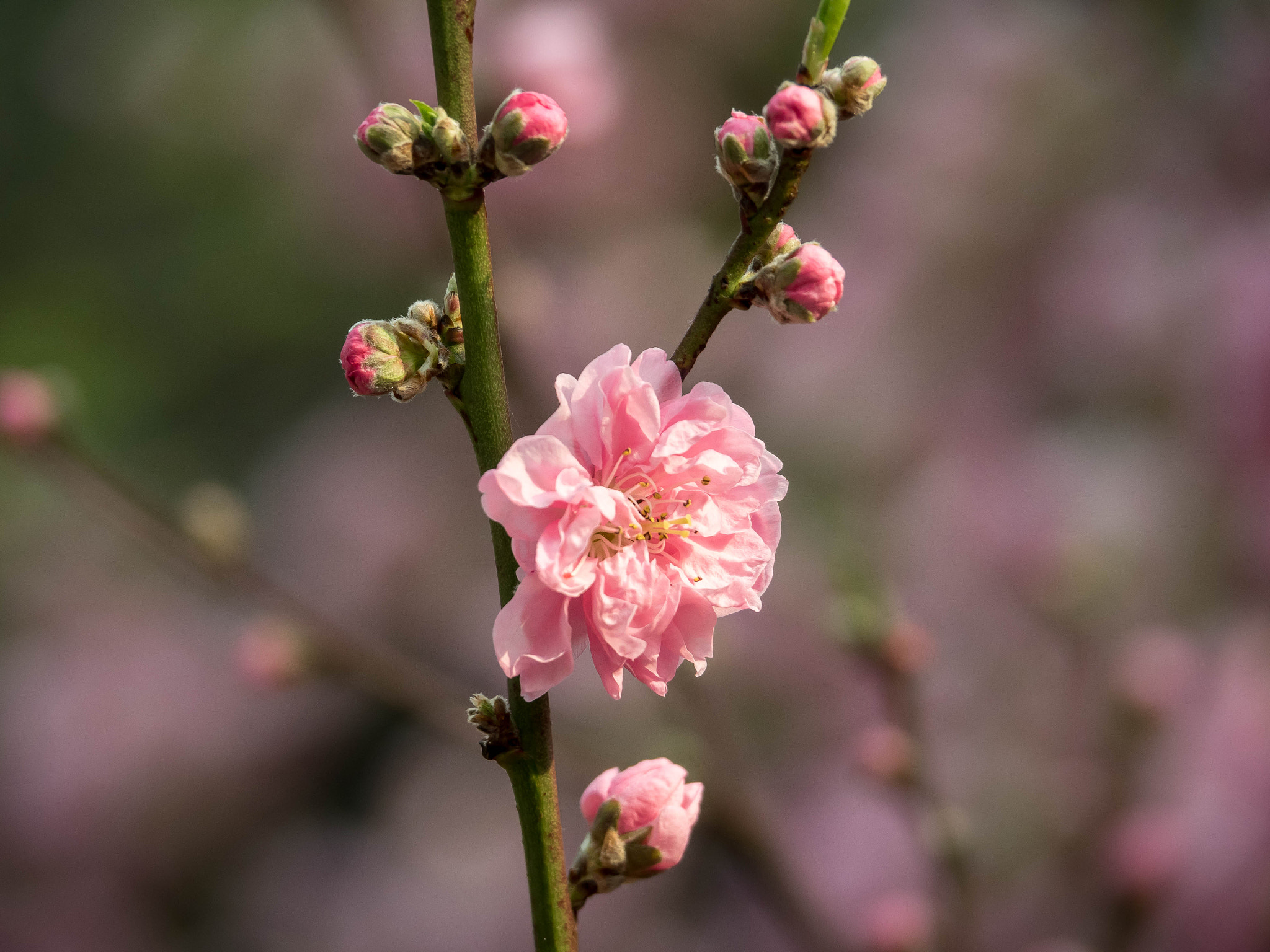 OLYMPUS M.14-150mm F4.0-5.6 II sample photo. Sakura season photography