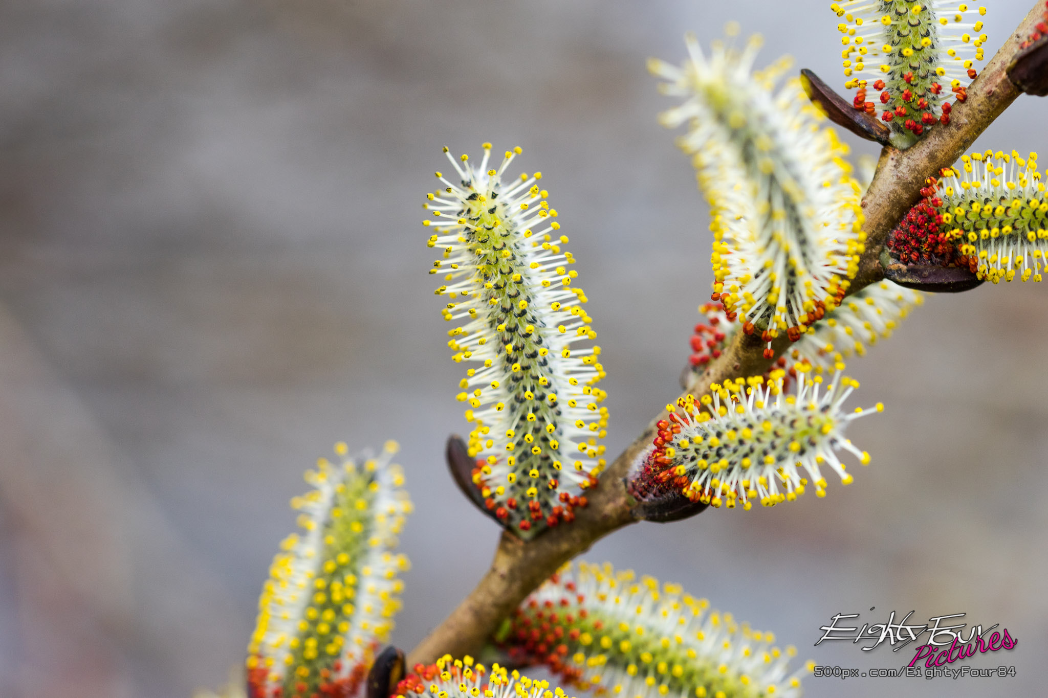 Sony a7 + 105mm F2.8 sample photo. Weidekaetzchen photography