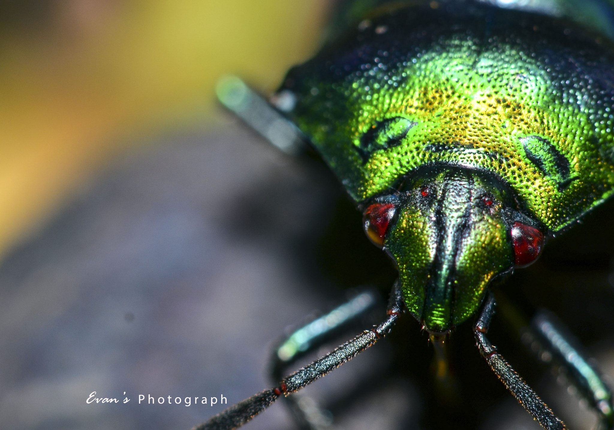 Nikon AF-S Micro-Nikkor 105mm F2.8G IF-ED VR sample photo. Bug crome photography