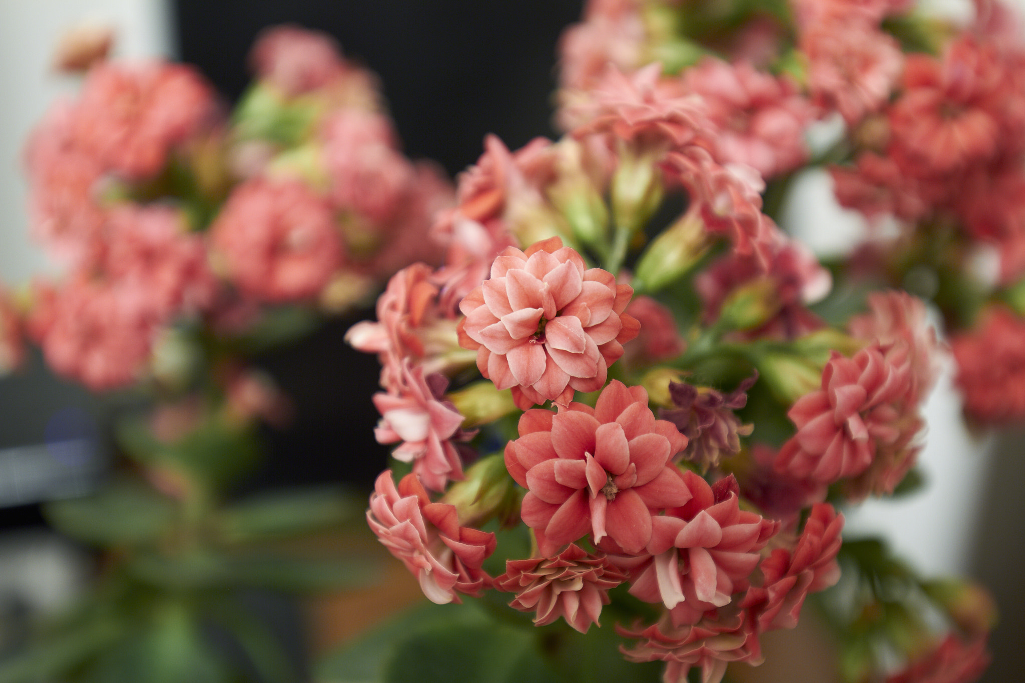 Canon EF 16-35mm F4L IS USM sample photo. Bloom iii photography