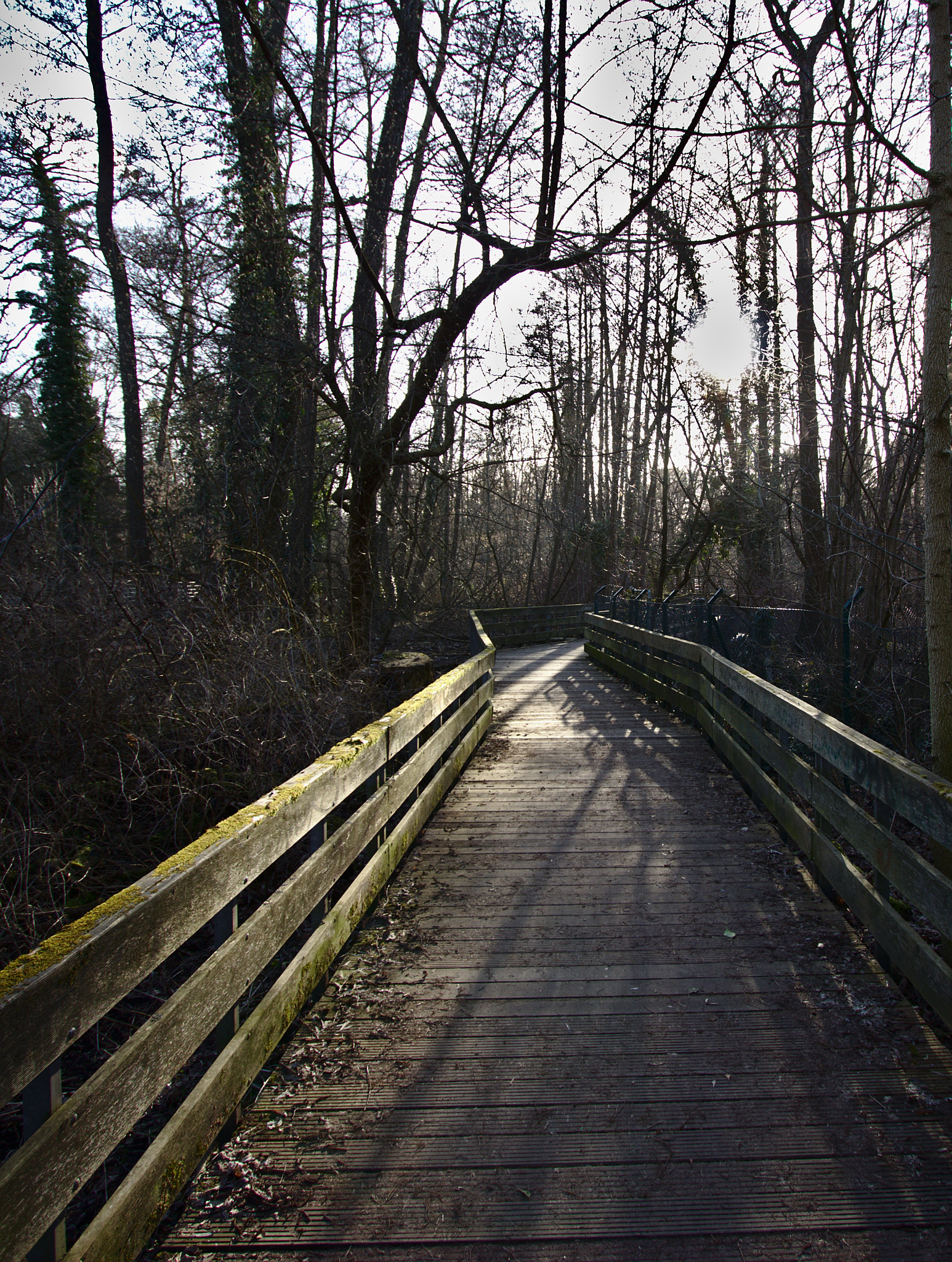 Canon EF-S 10-22mm F3.5-4.5 USM sample photo. Bridge in the woods photography