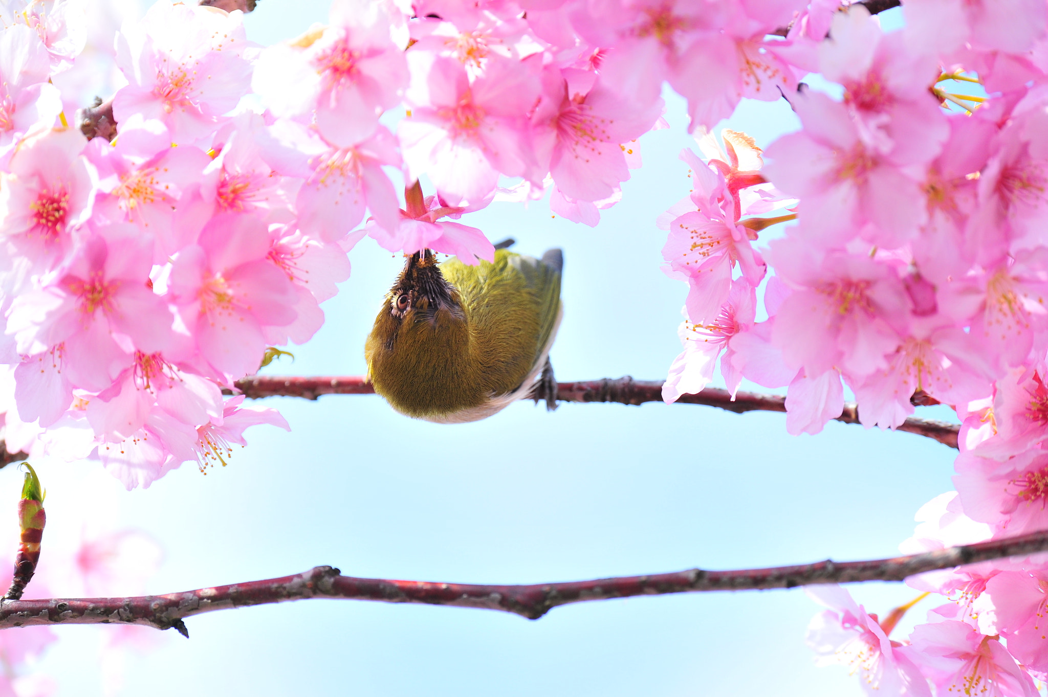 Nikon D3S sample photo. Eating photography