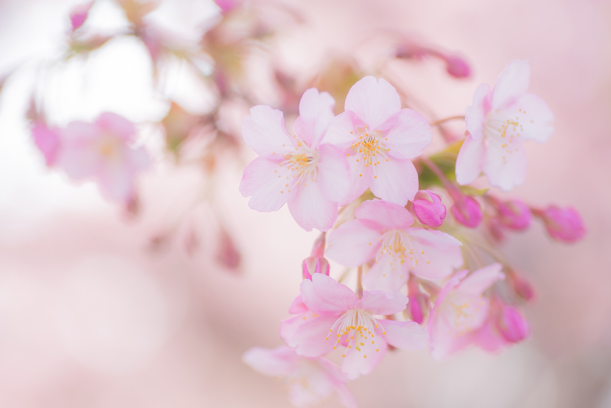 Nikon D800 sample photo. Sakura photography