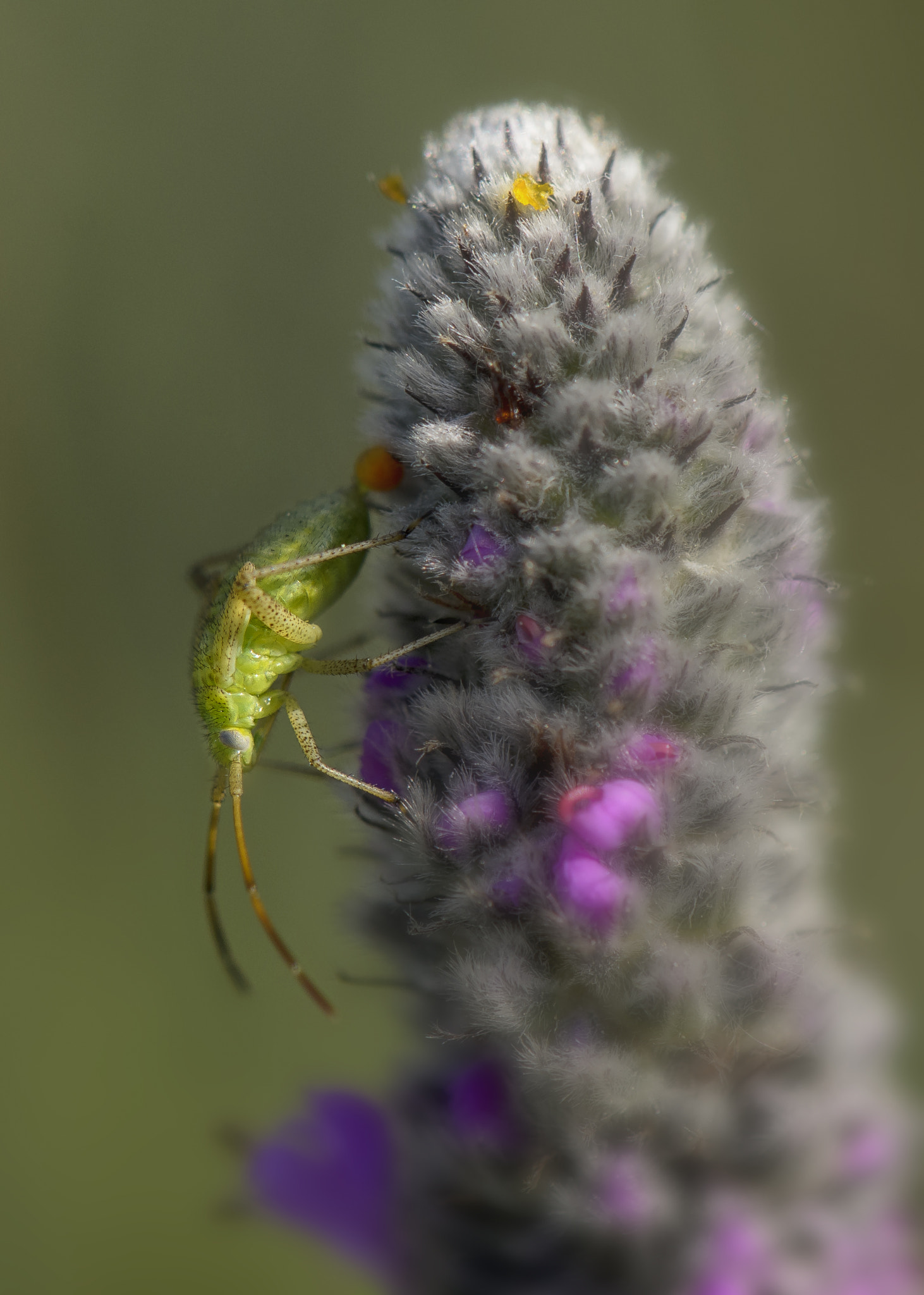 Nikon D7000 sample photo. Green bug on prairie clover photography