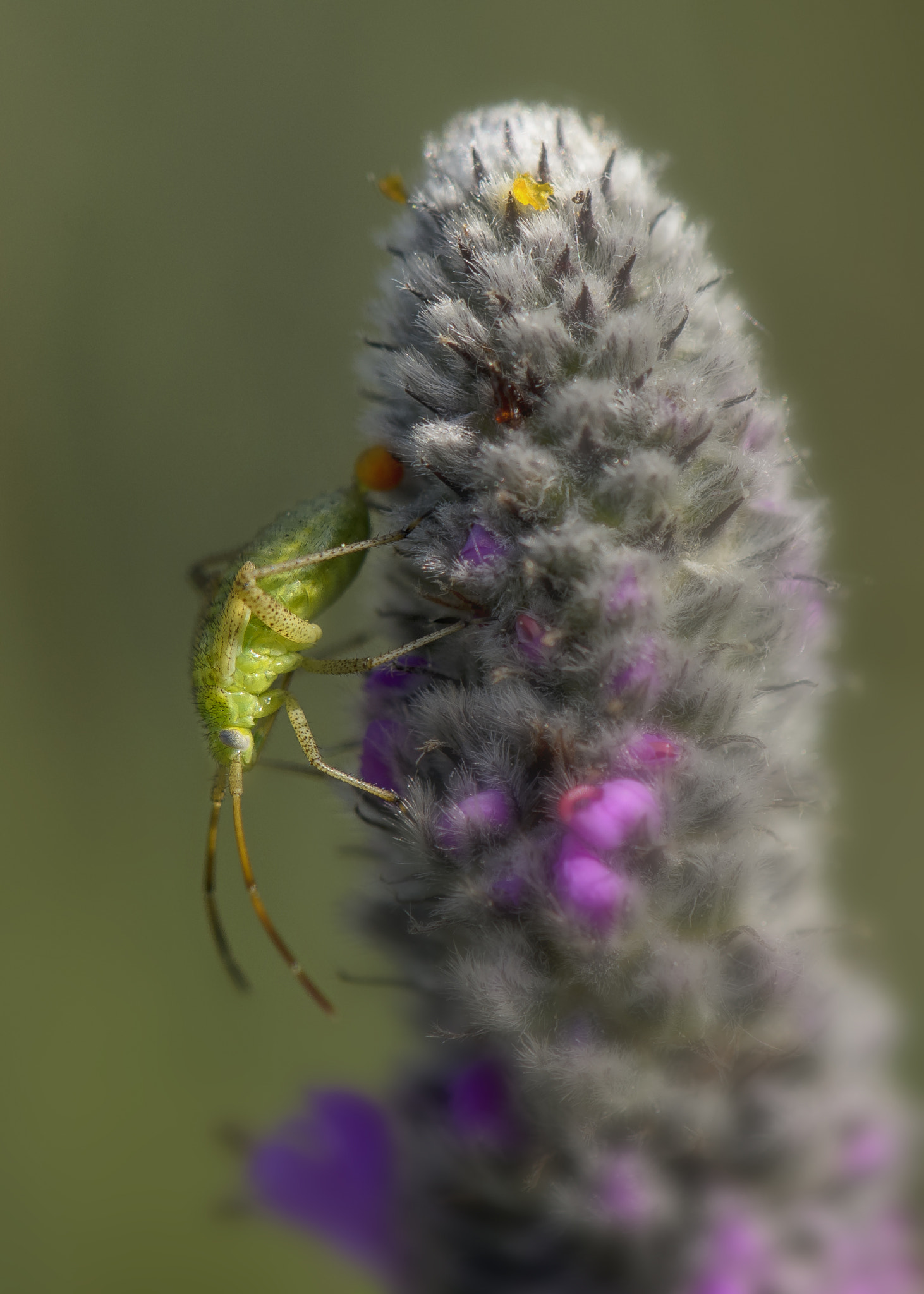 Nikon AF-S DX Micro-Nikkor 85mm F3.5G ED VR sample photo. Green bug on prairie clover photography