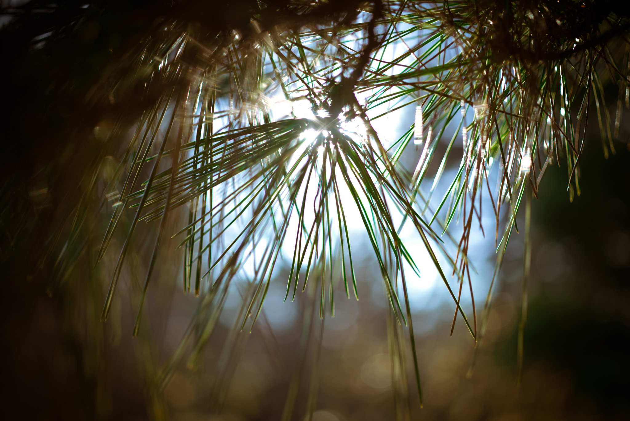 ZEISS Makro-Planar T* 50mm F2 sample photo. Abstract photography